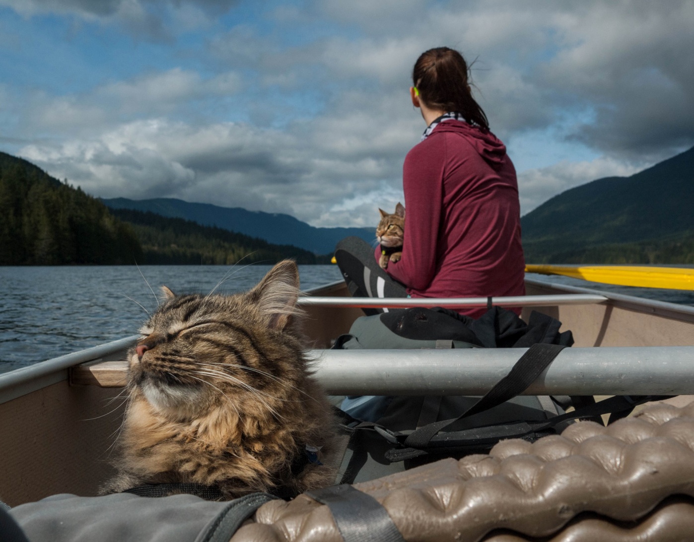 Rescue Cats That Were Adopted by Outdoor Adventure Guides.