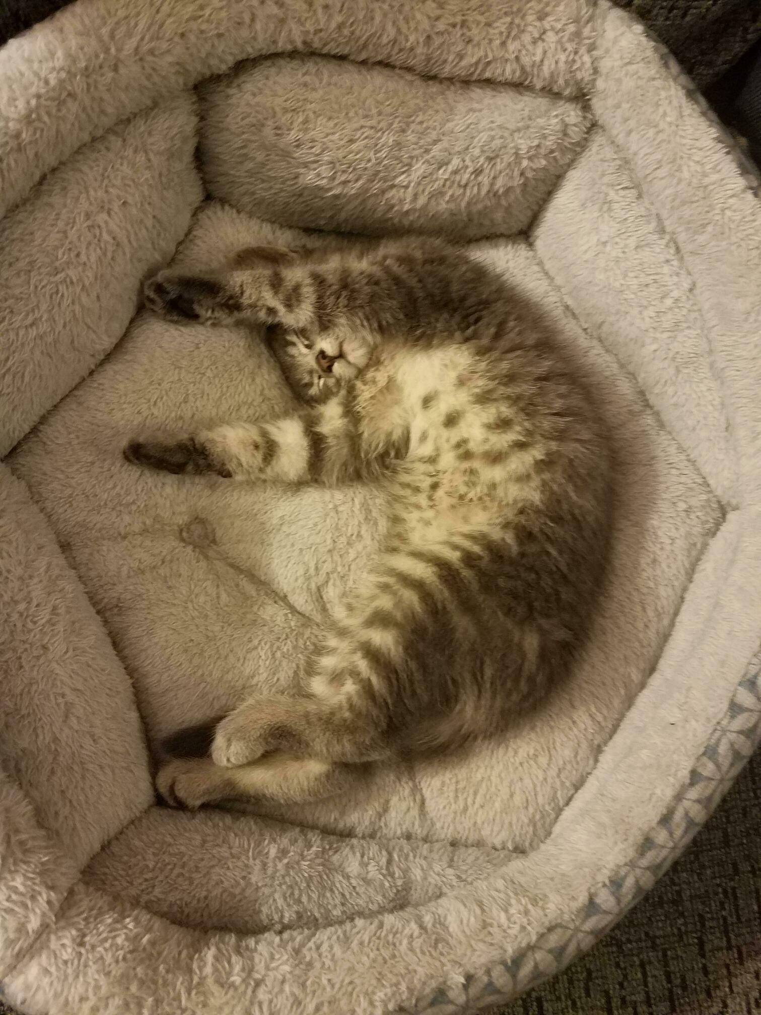 Rescued This Cute Little Guy Today from a Gas Station