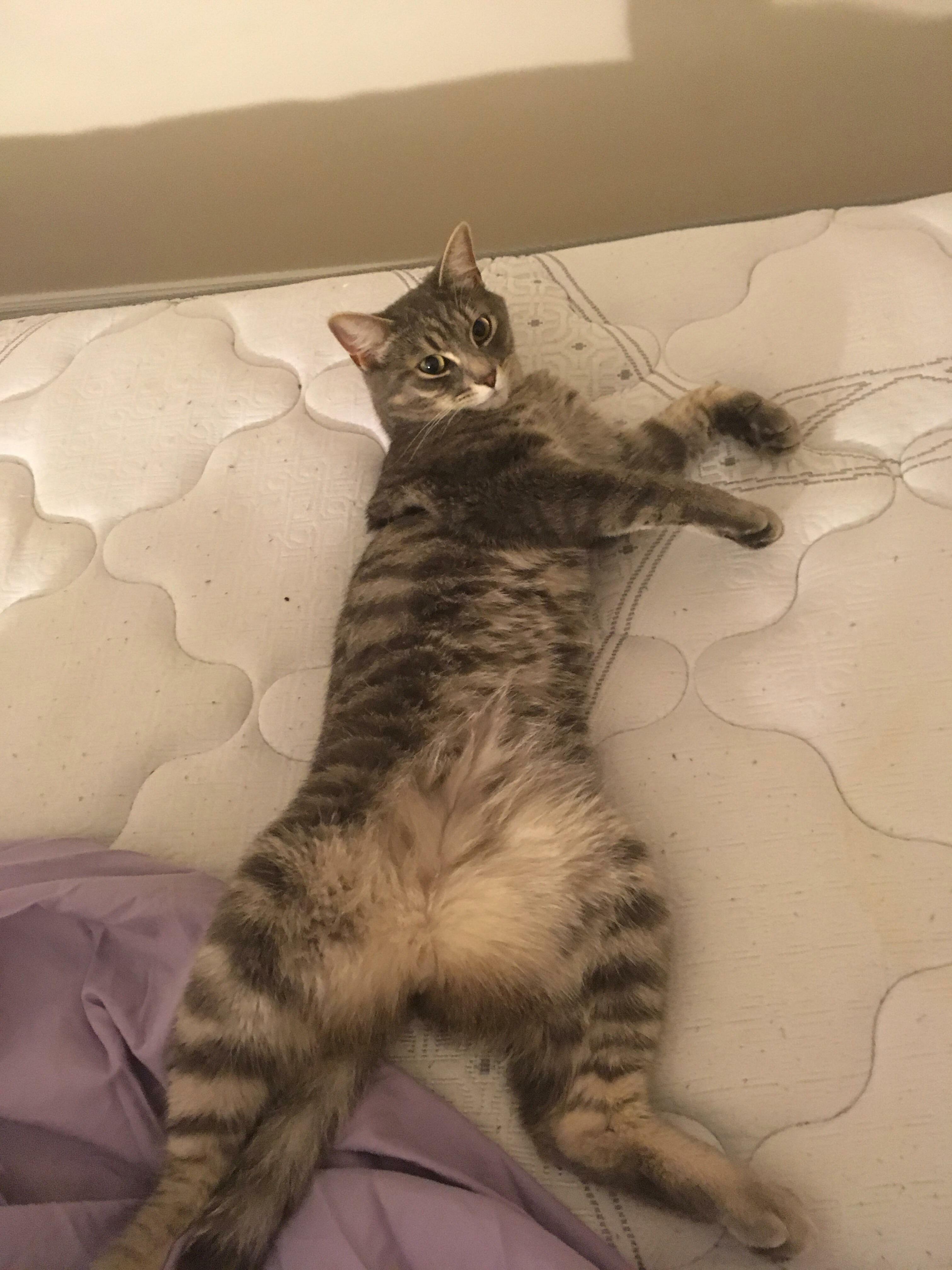 Romeo Thinks He Is Human Once More.