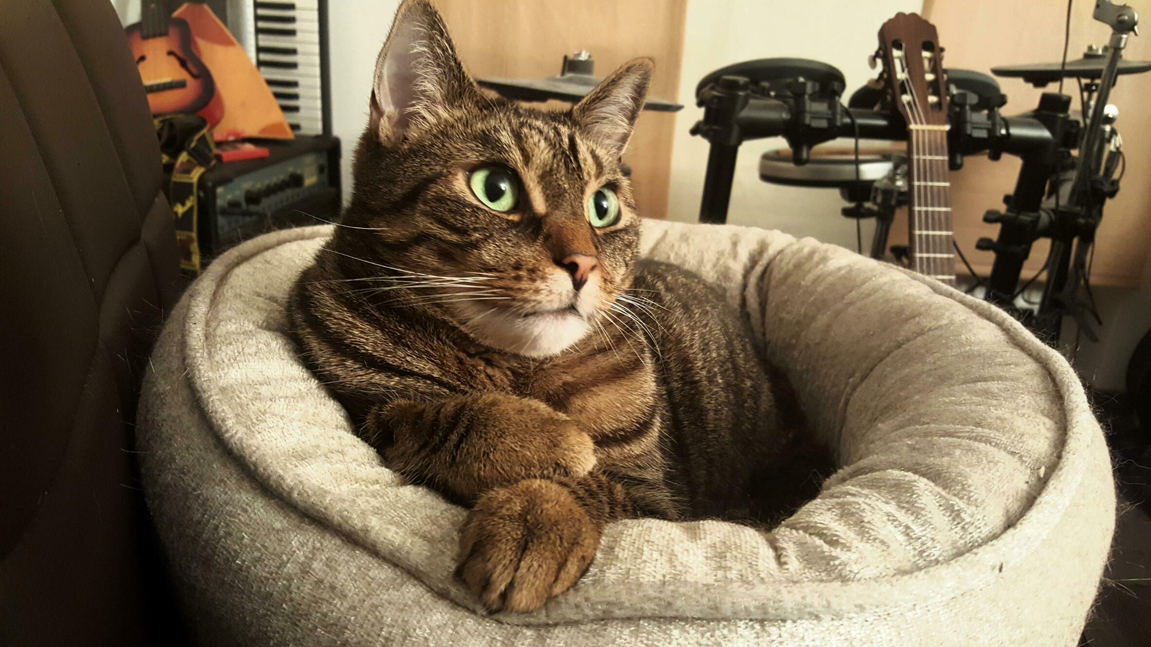 Ruffy Posing Like the True Handsome Son of a Gun He Is