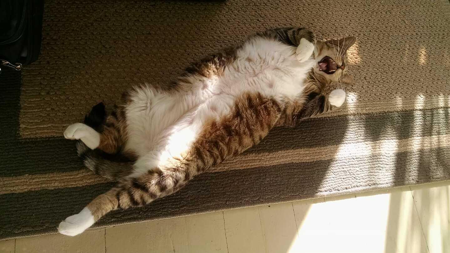 Sammys a Big Weirdo, but He Sure Knows How to Achieve Peak Relaxation.