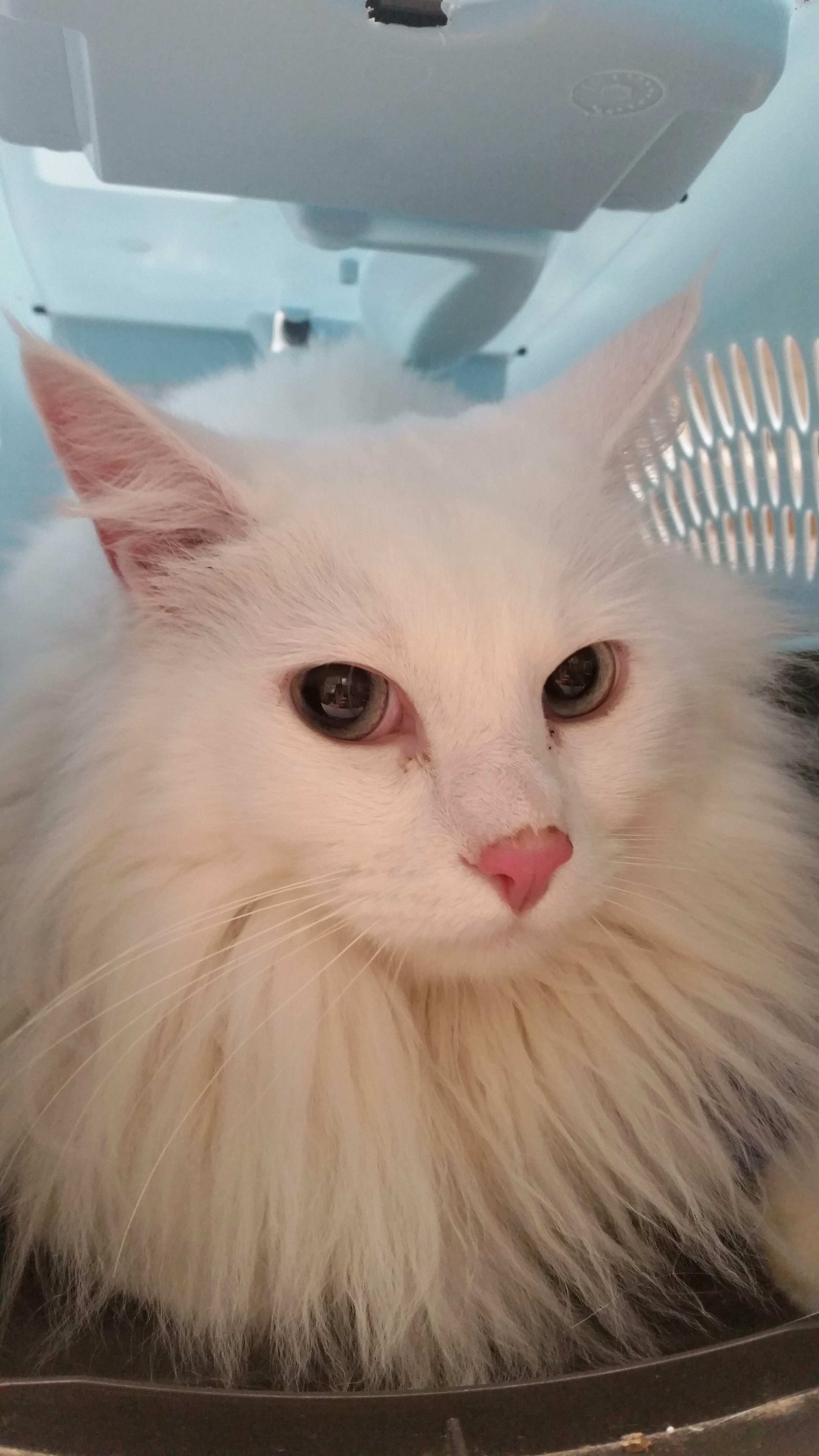 Say Hi to Reddit, Kitten (Rag Doll). Hes Back at the Vet for a Follow Up