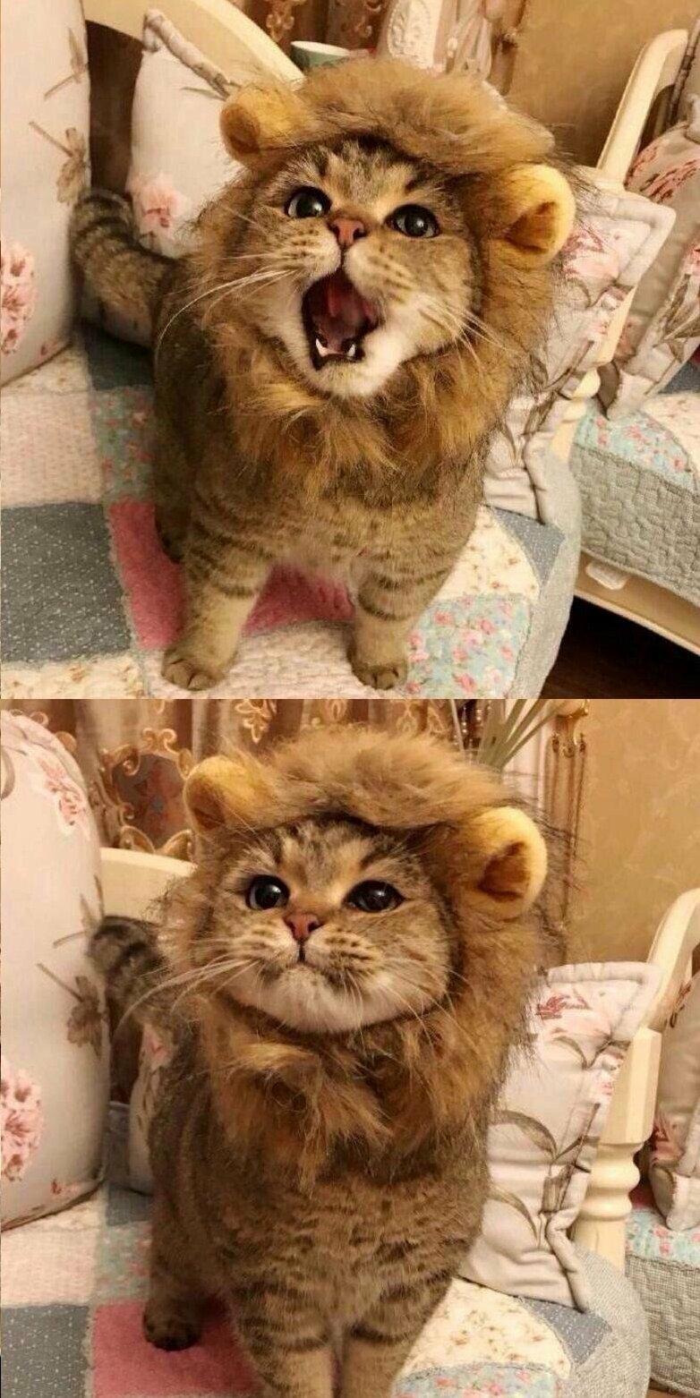 Say Hi to Simba