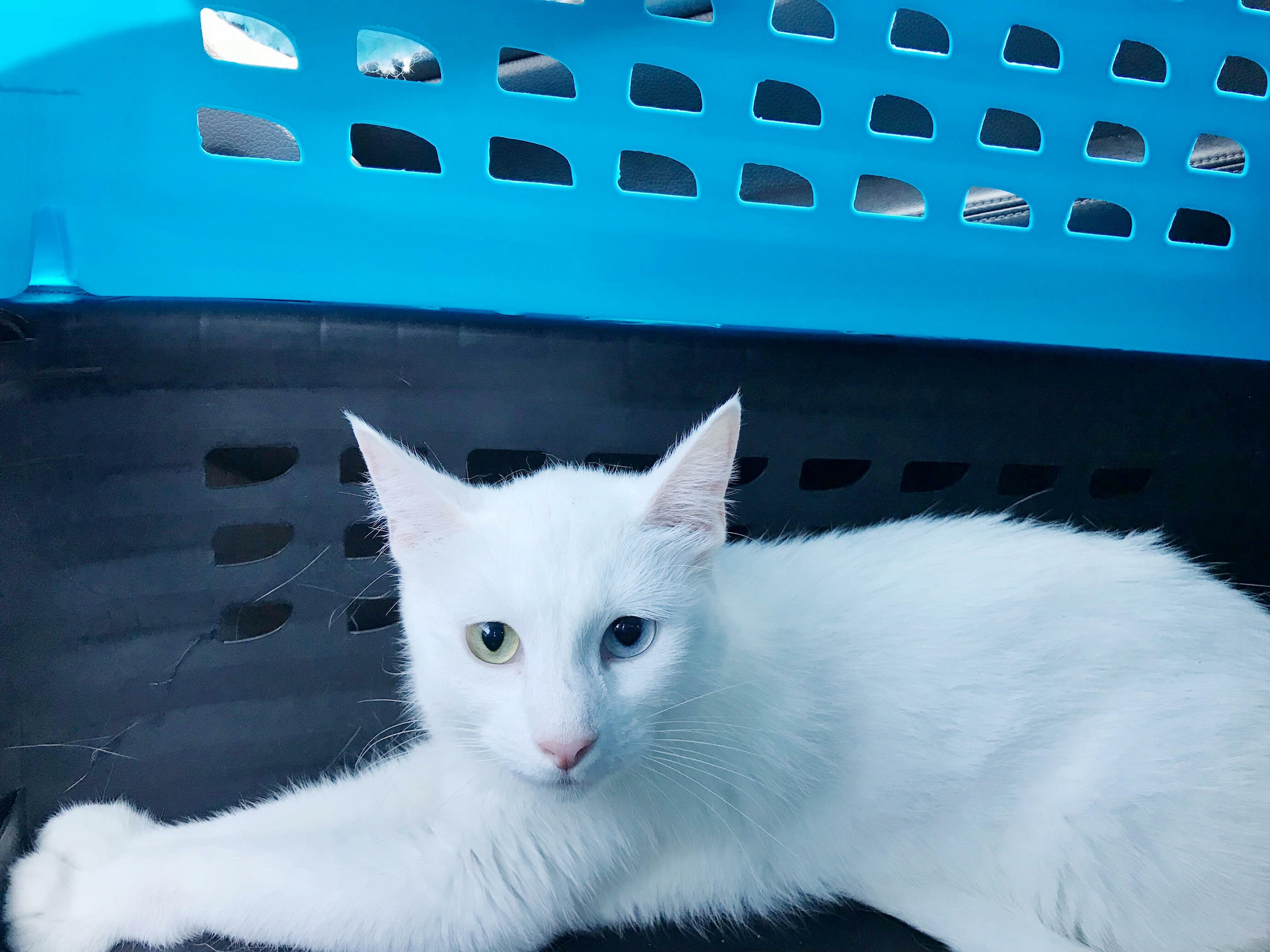 Scared & Shy - but Look at Those Eyes.