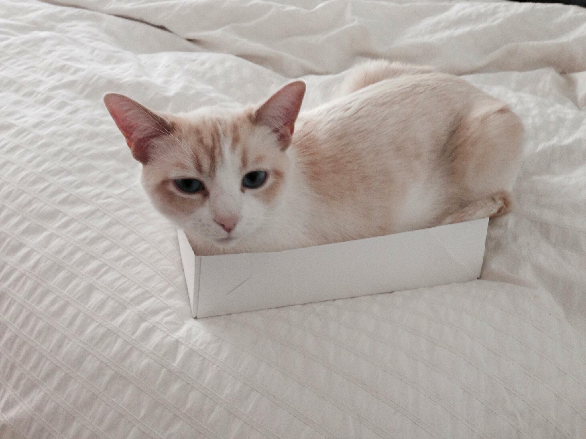 Scrumptious Got Caught in the Cat Trap!