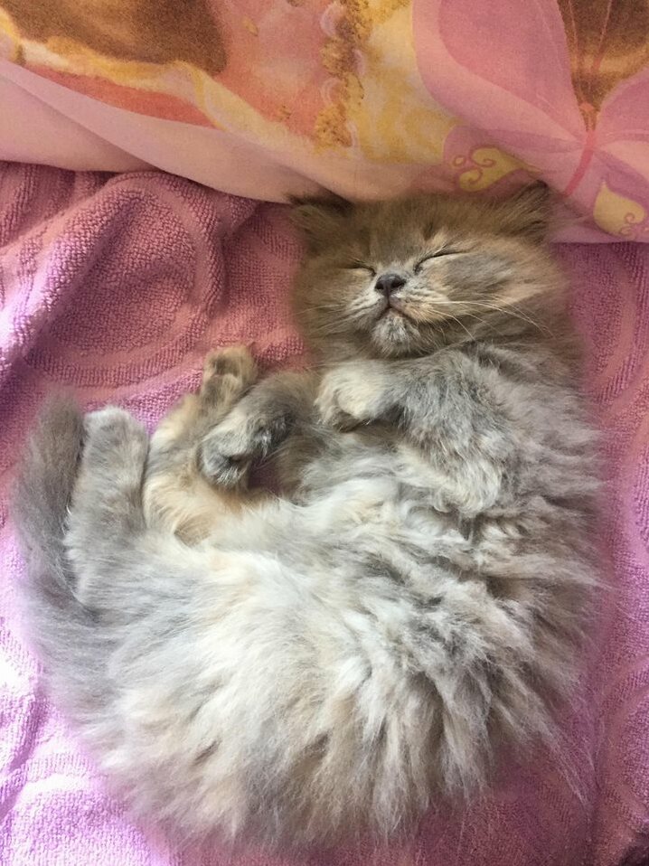 She Is So Dedicated, Napping Only When I Am