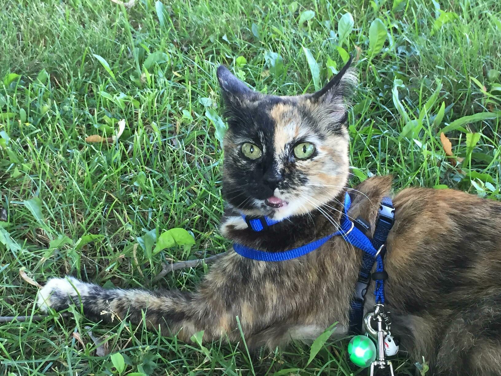 She Loves Walks