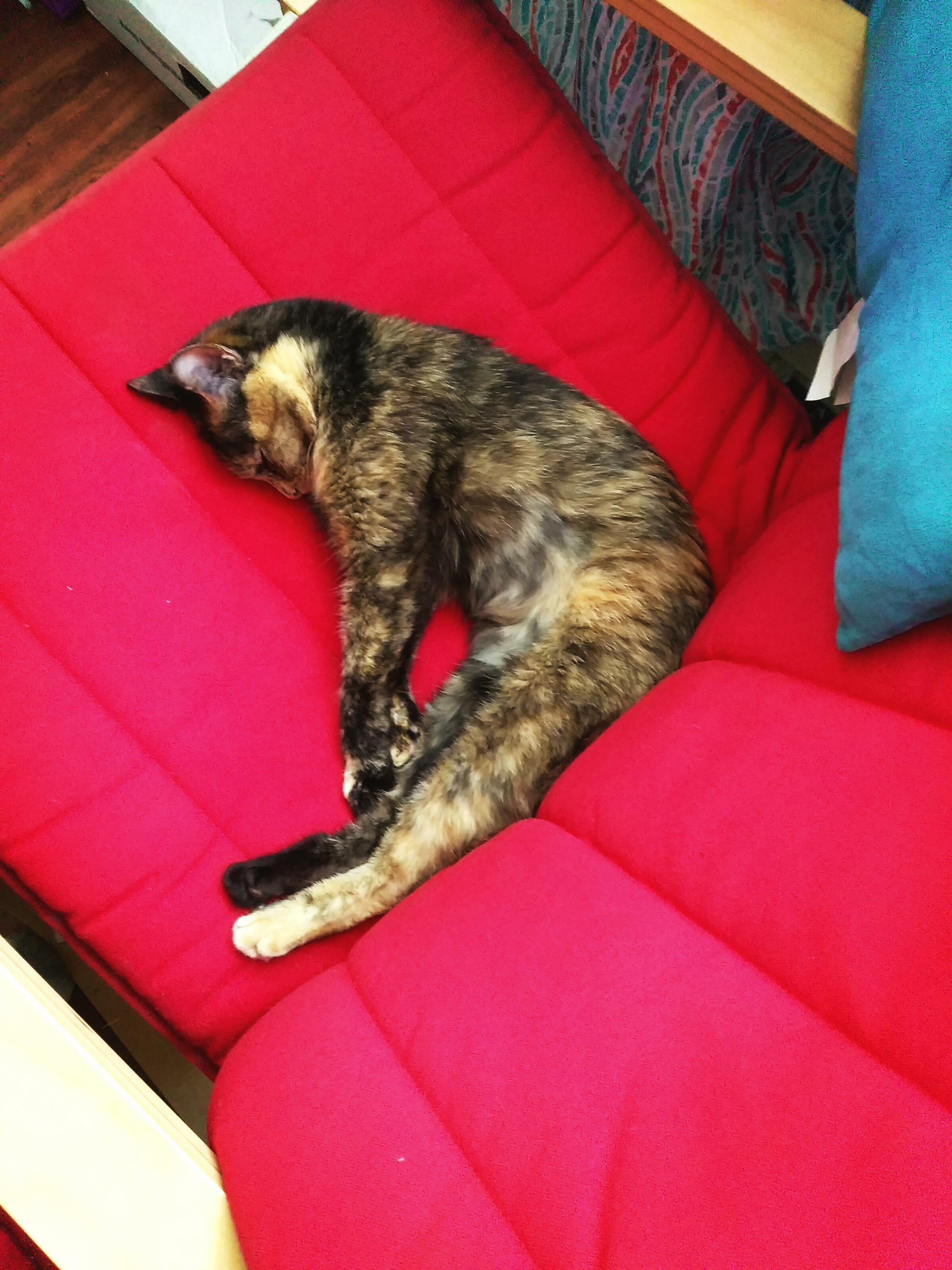 She Made a Full Recovery After Falling Nearly 25 Feet! Total Time About 10 Days After 3 Days of Her Hiding and 8 of Limping Around. Slumped at 11am.