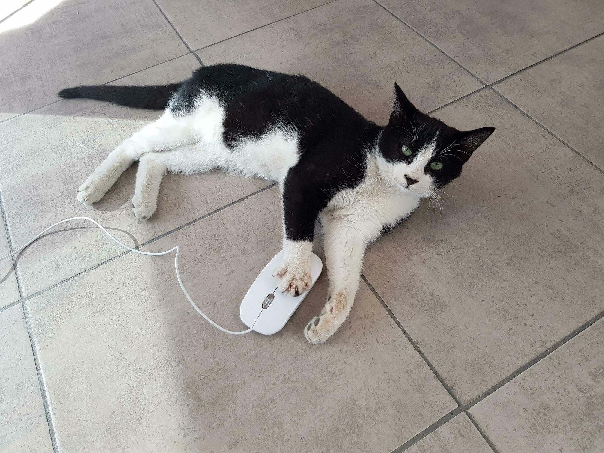 She Walked Into My Store and Wanted a Mouse