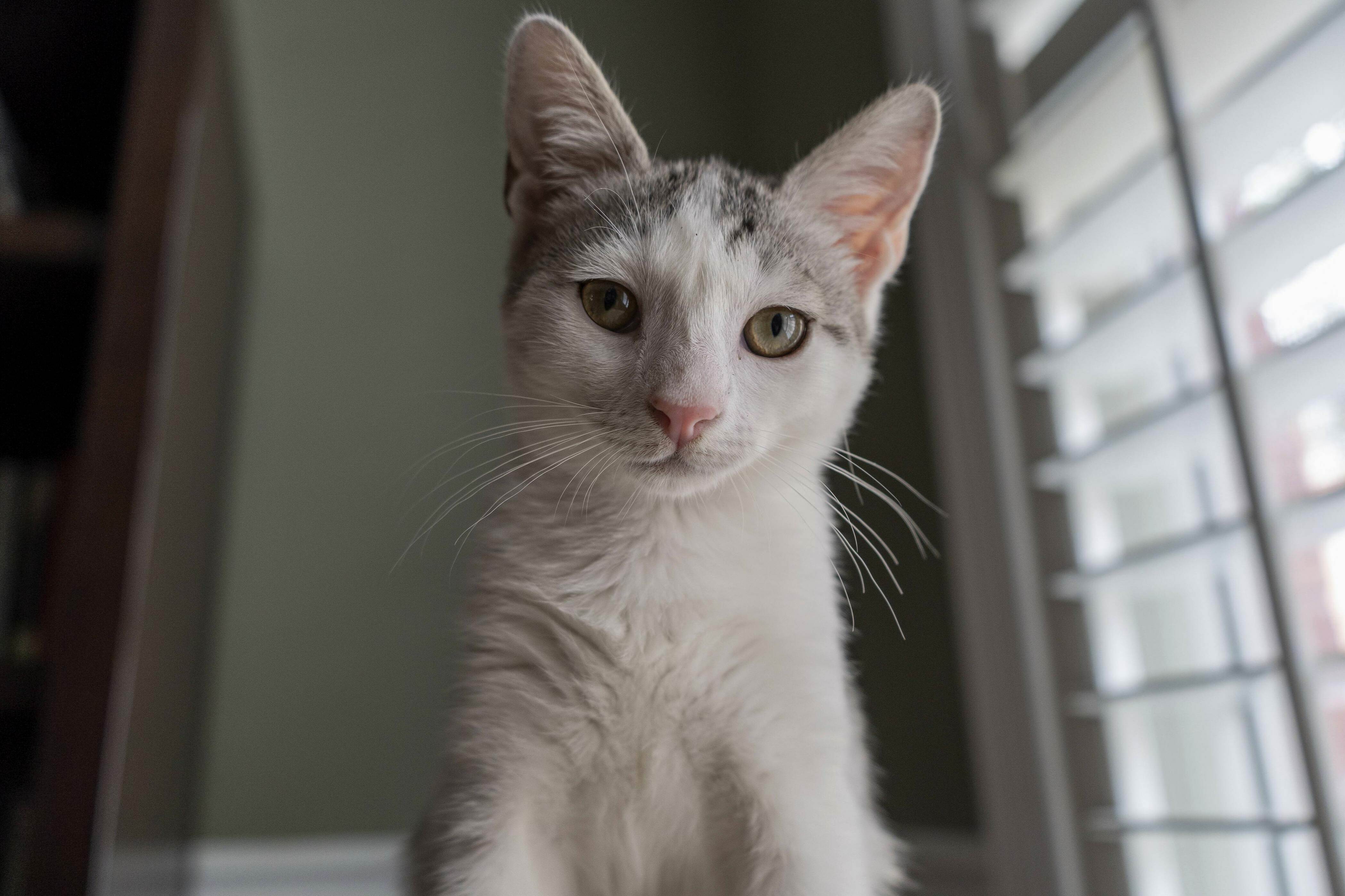 Shes Been Home for Two Weeks but Shes Already Taken a Liking to My Camera!