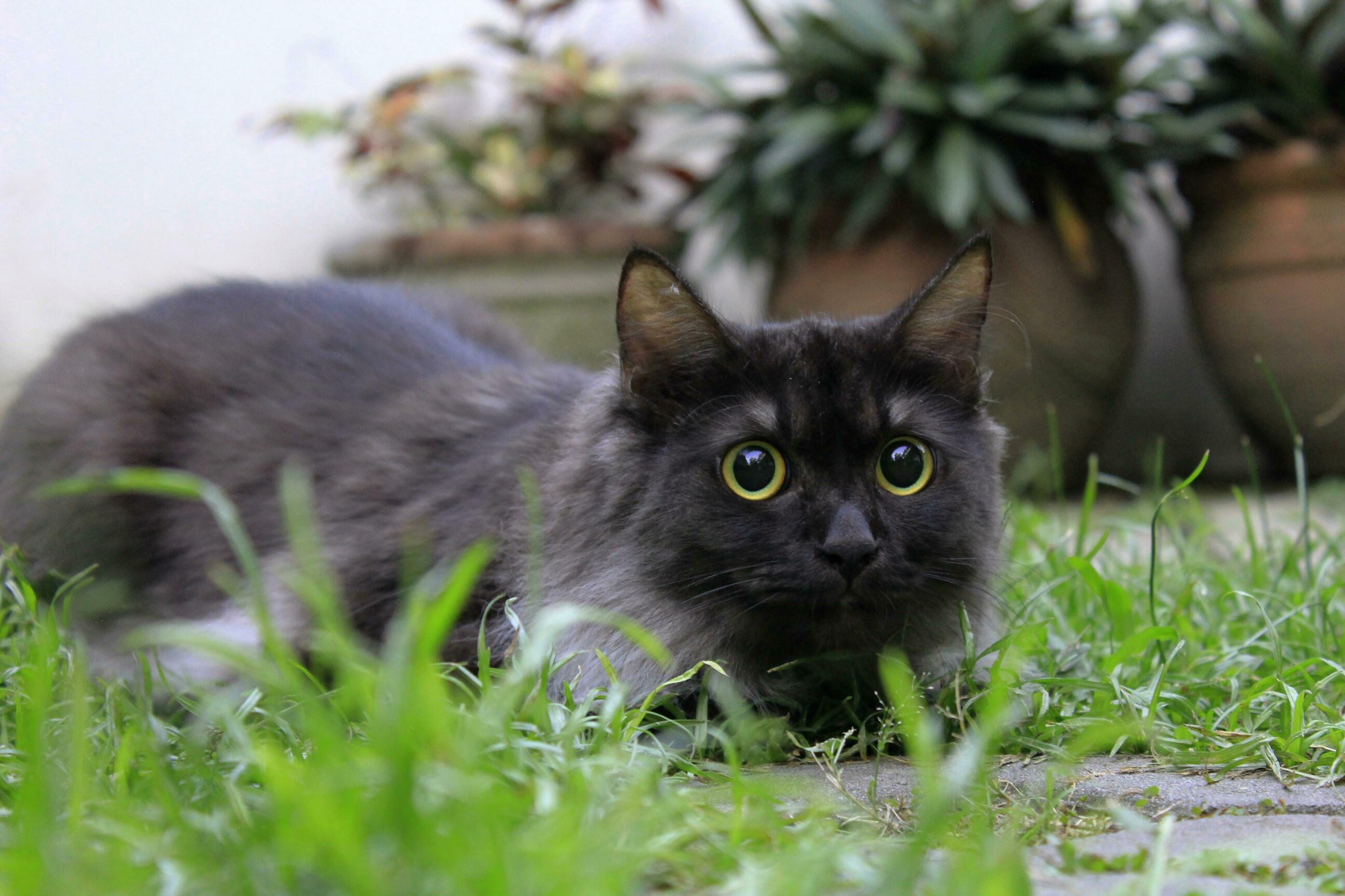 Shes Chasing Bugs