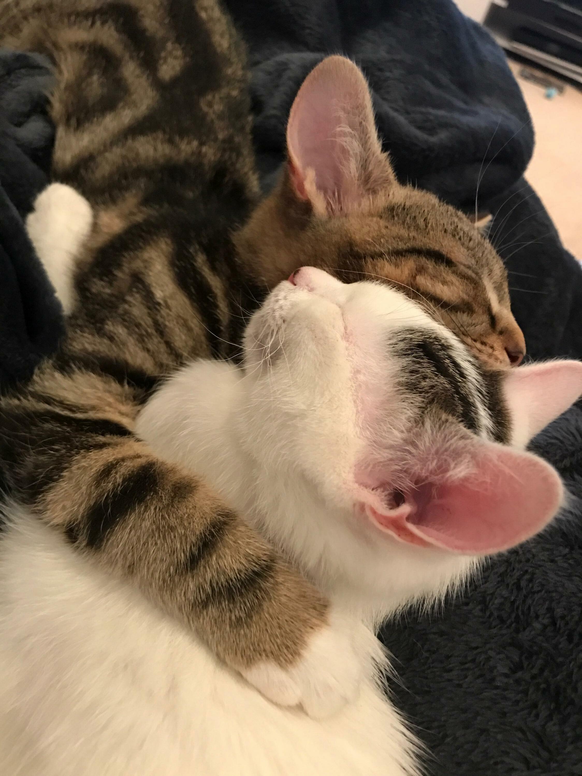 Sibling Cuddles