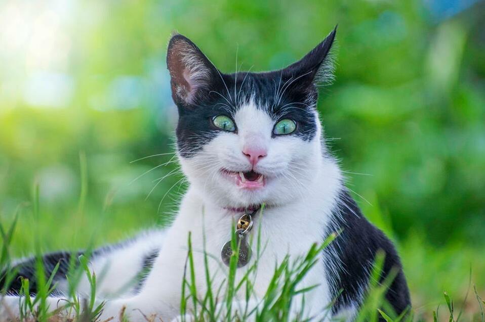 Smiling Kitteh