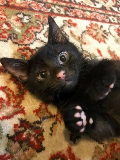 Solid Black Cat with a Cute Pinkie Nose