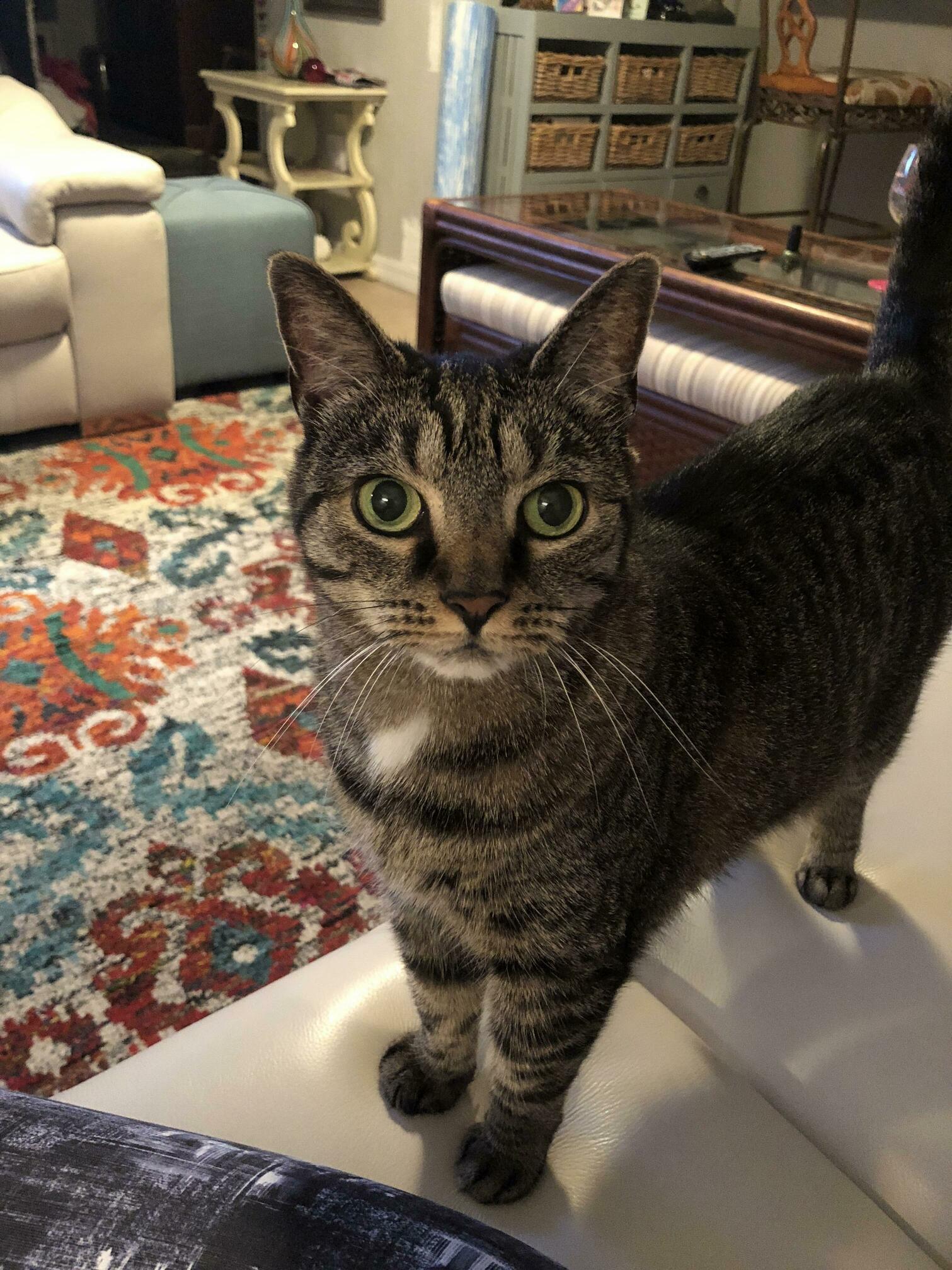 Someone Wants Attention Meow