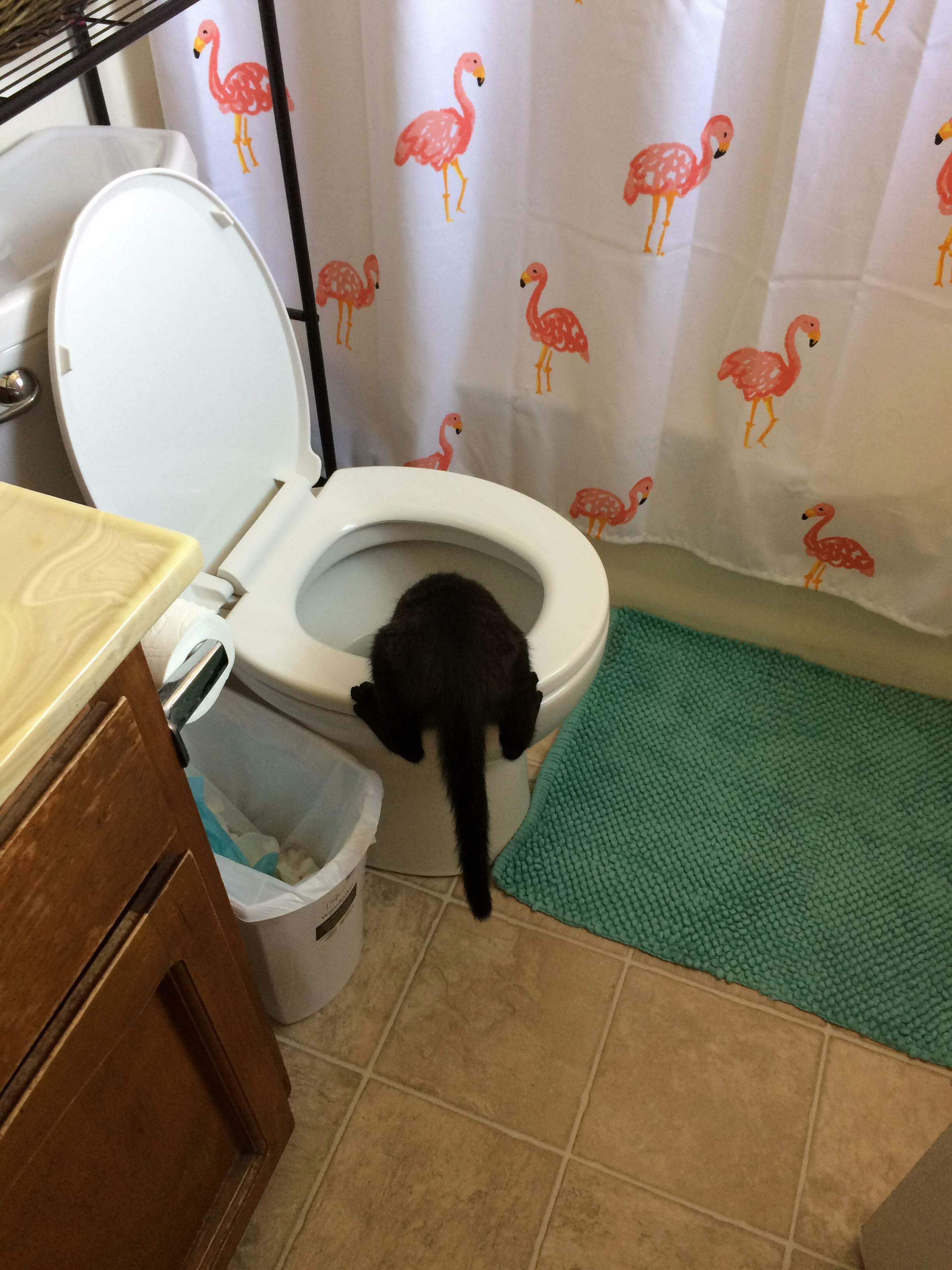Sometimes a Cat Thinks Hes a Dog