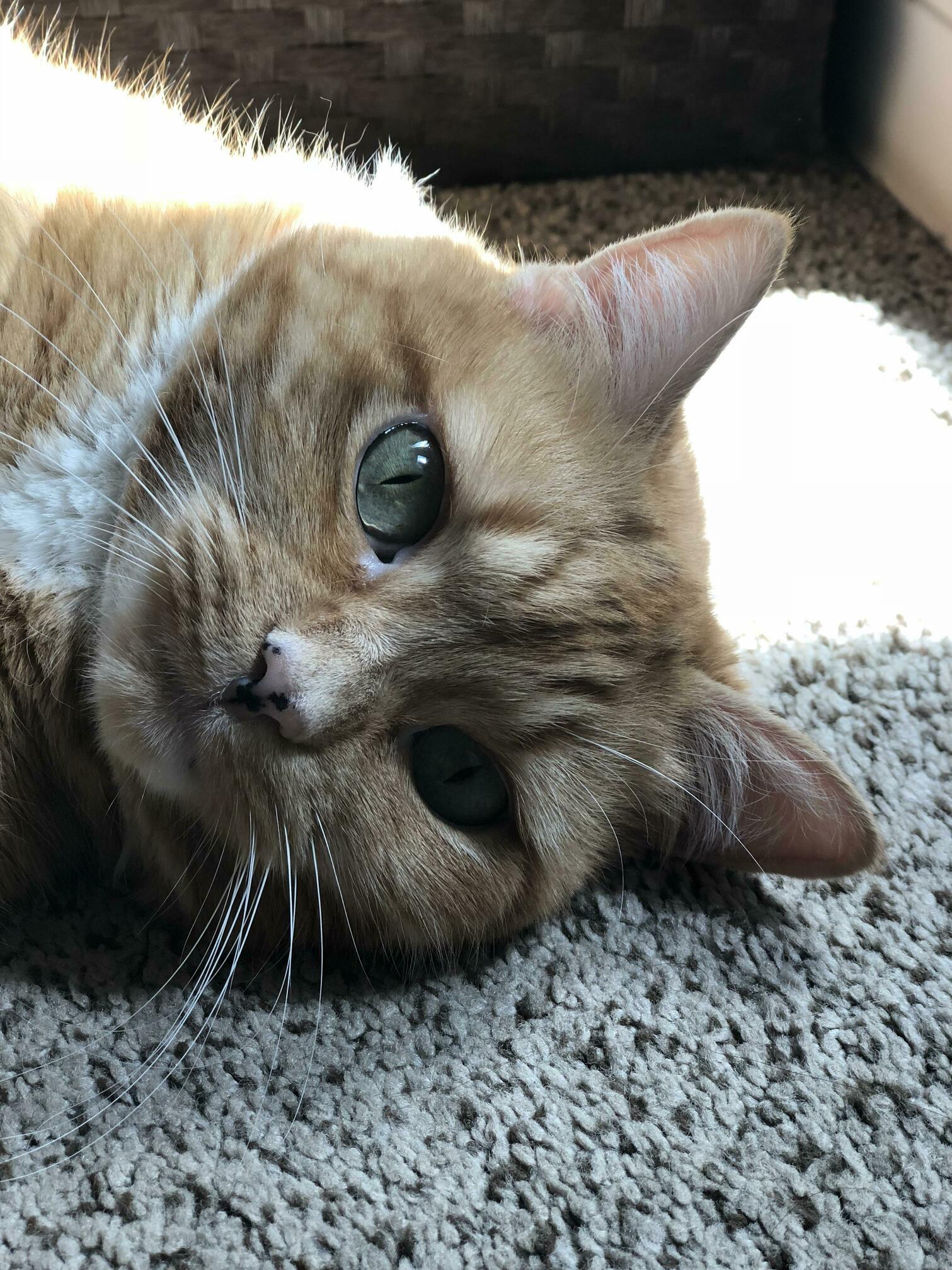 Spotted Nose Orange Female Tabby!