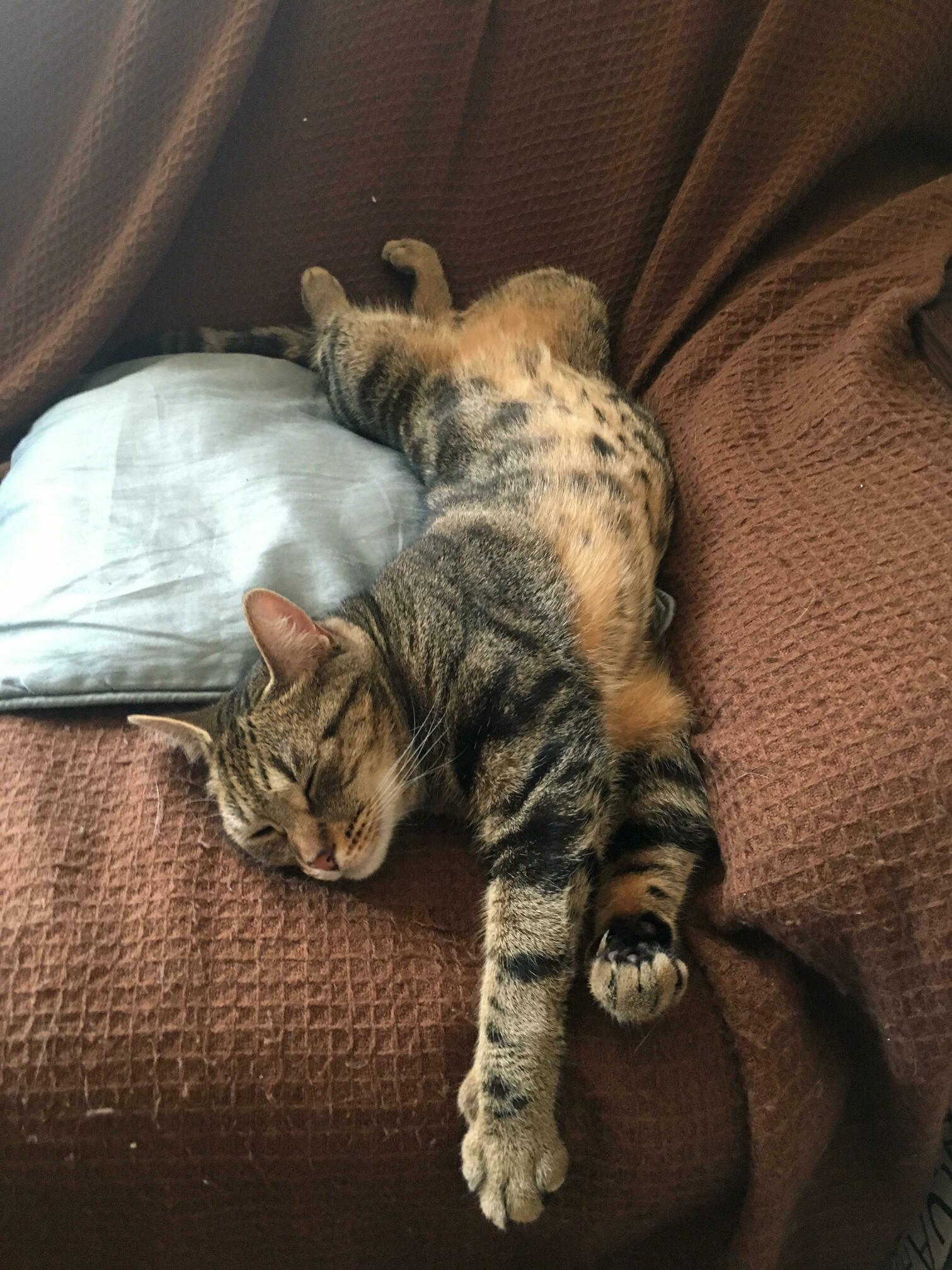Spotty Belly