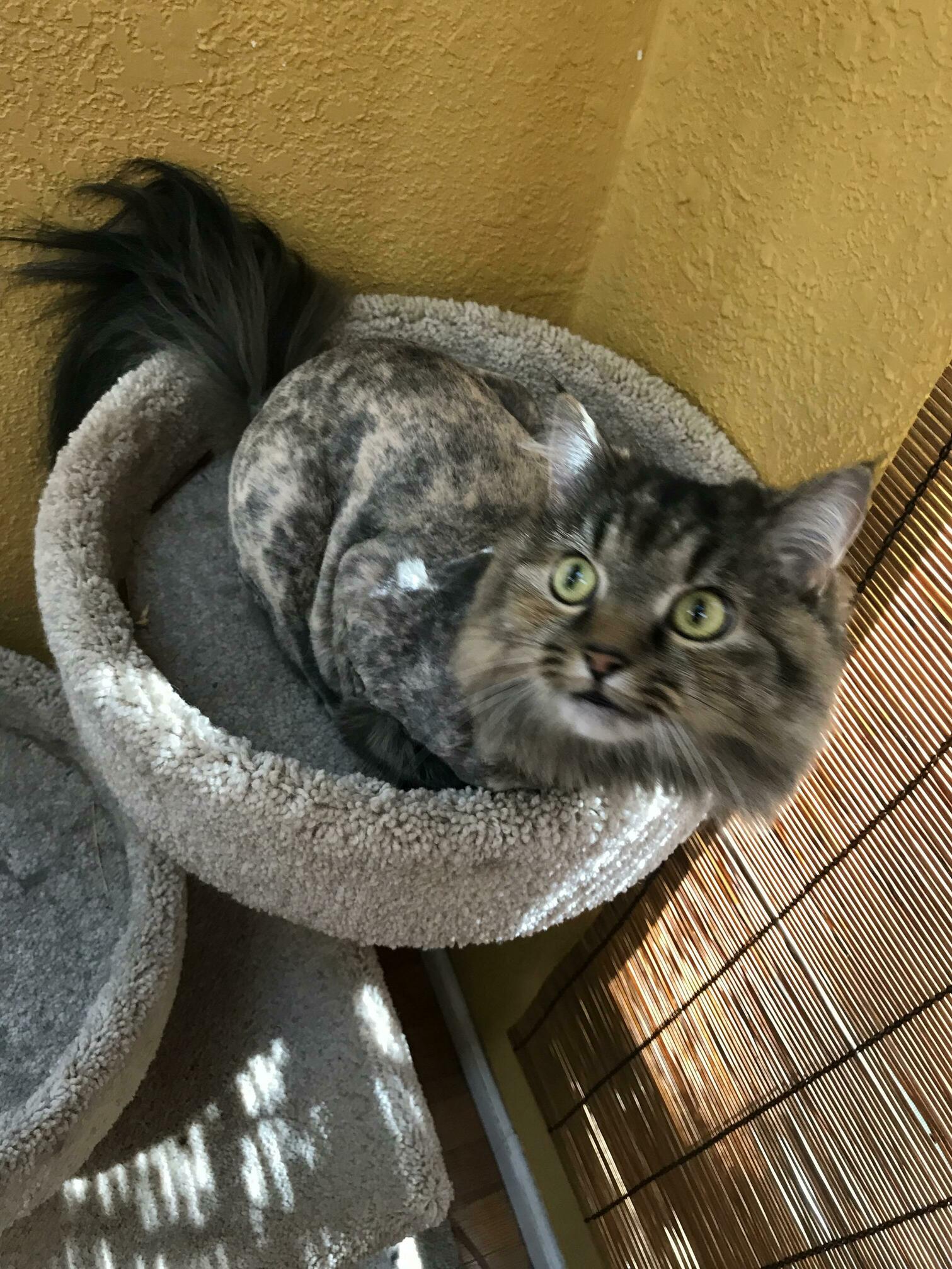 Summer Haircut