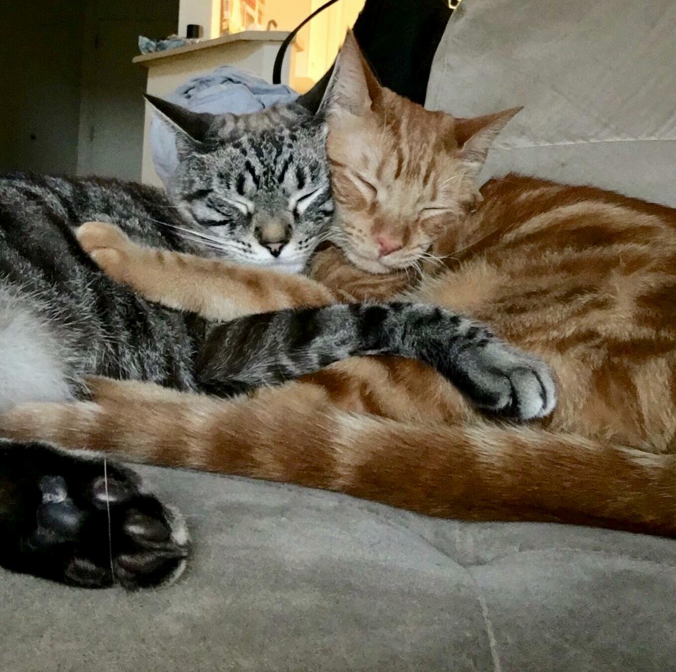 Sunday Morning Cuddle Sesh
