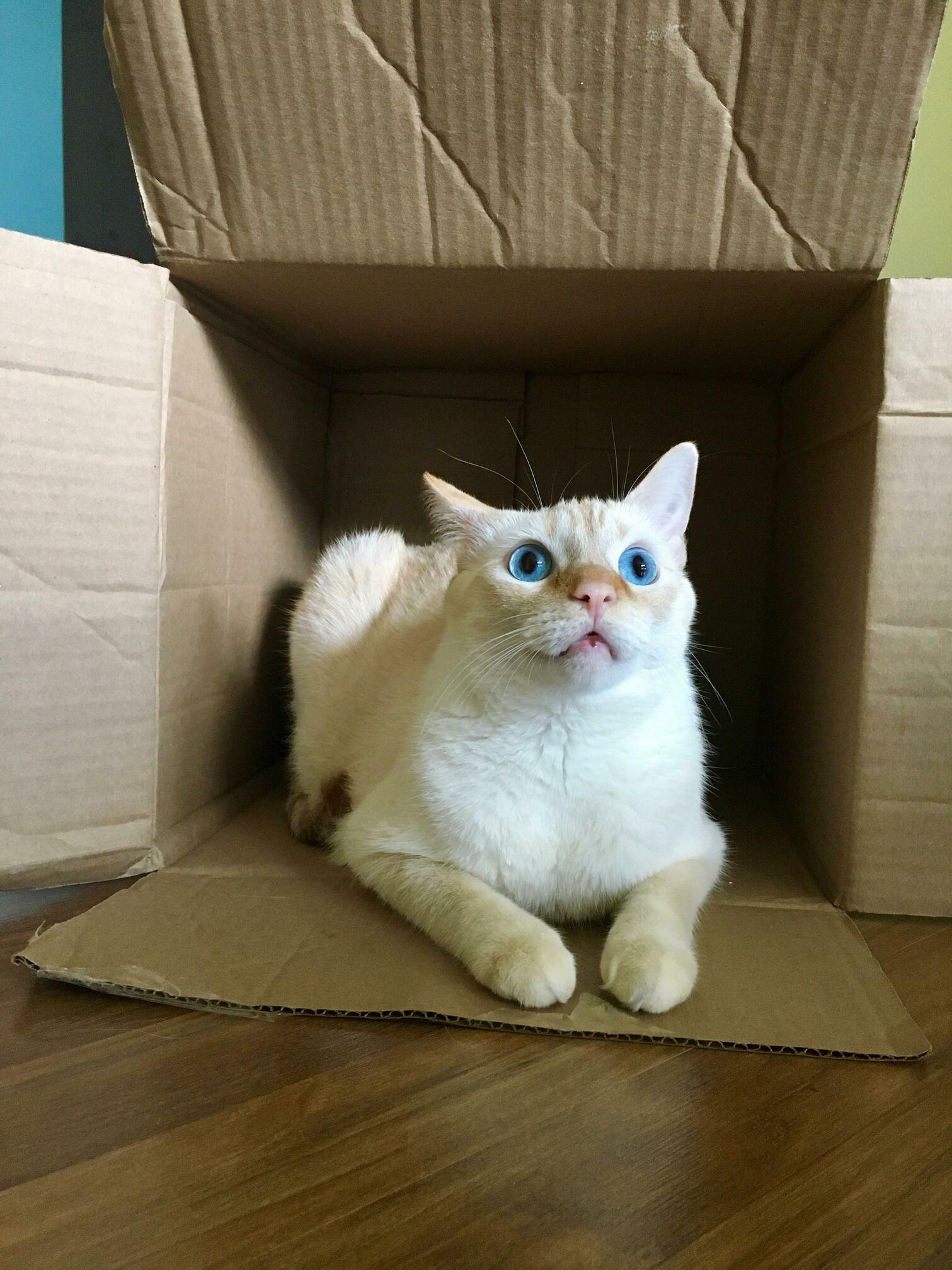 Sushi Likes His Box.
