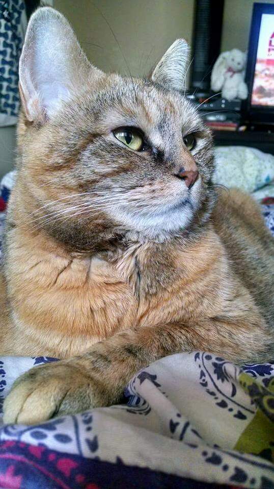 Sweet Fatniss Everdeen Didnt Make It. My Princess Crossed the Rainbow Bridge This Morning. She Was My Best Friend and Firstborn.