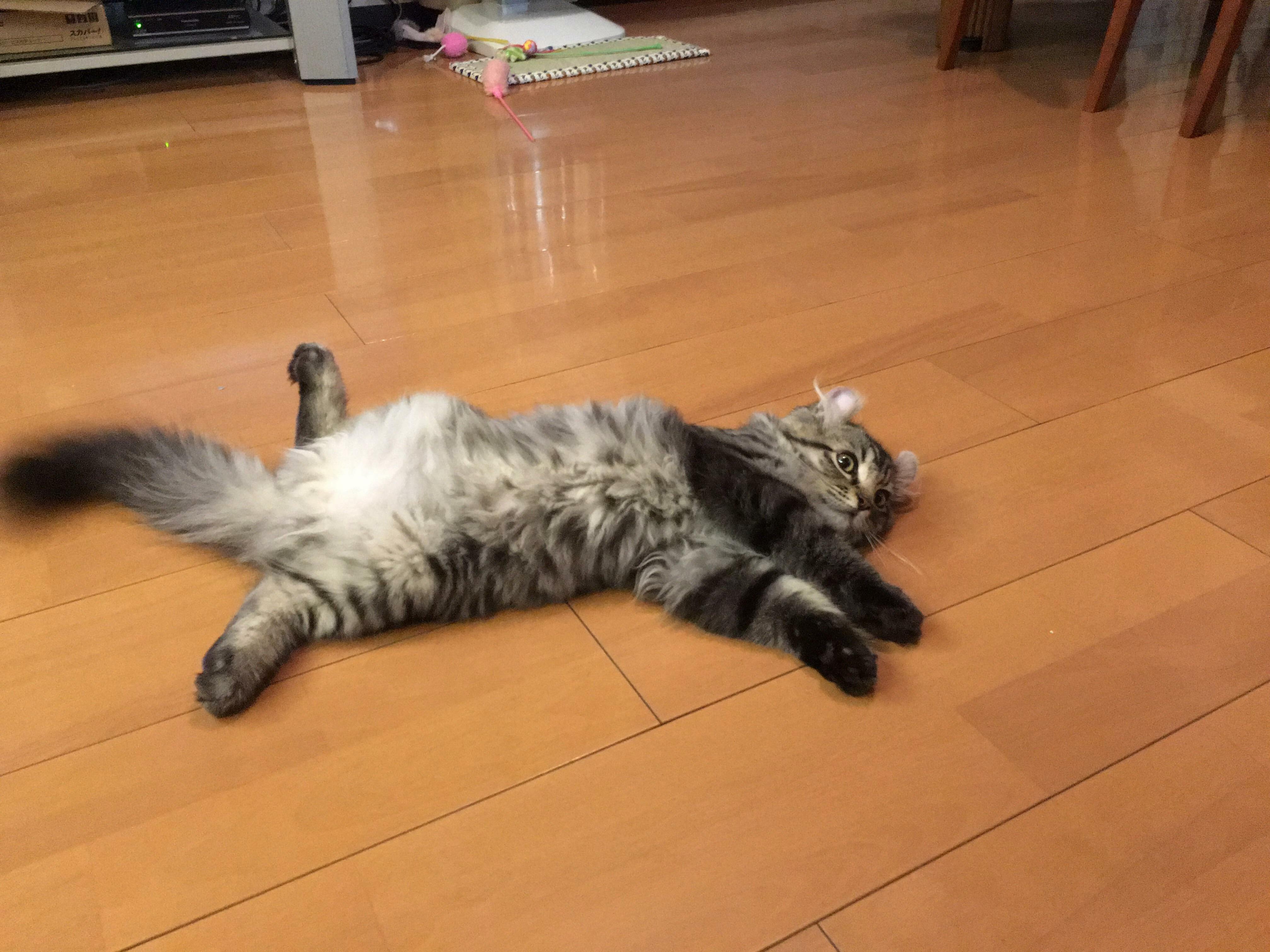 Tama Being Tama