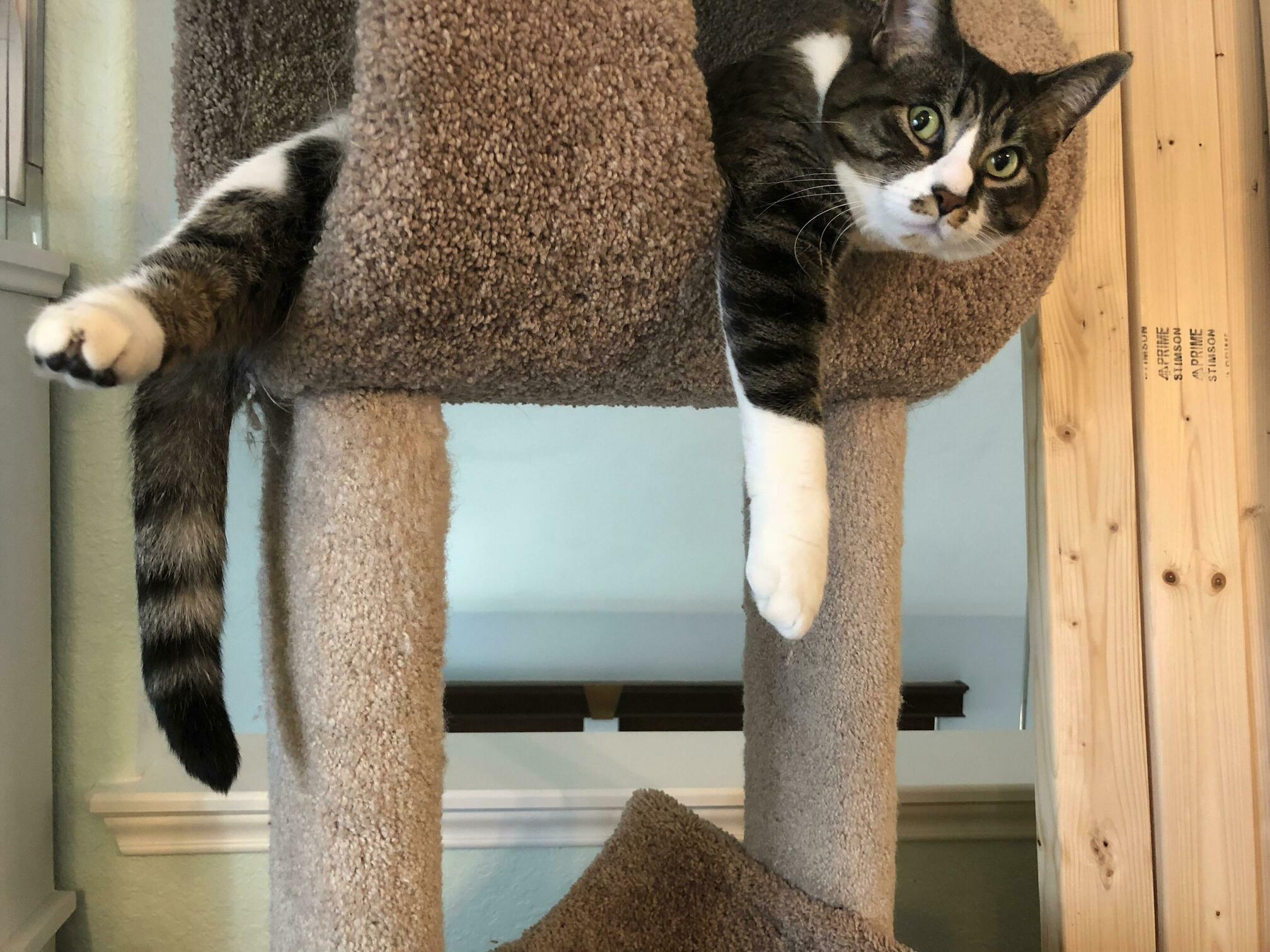 Tantalizingly Tabby