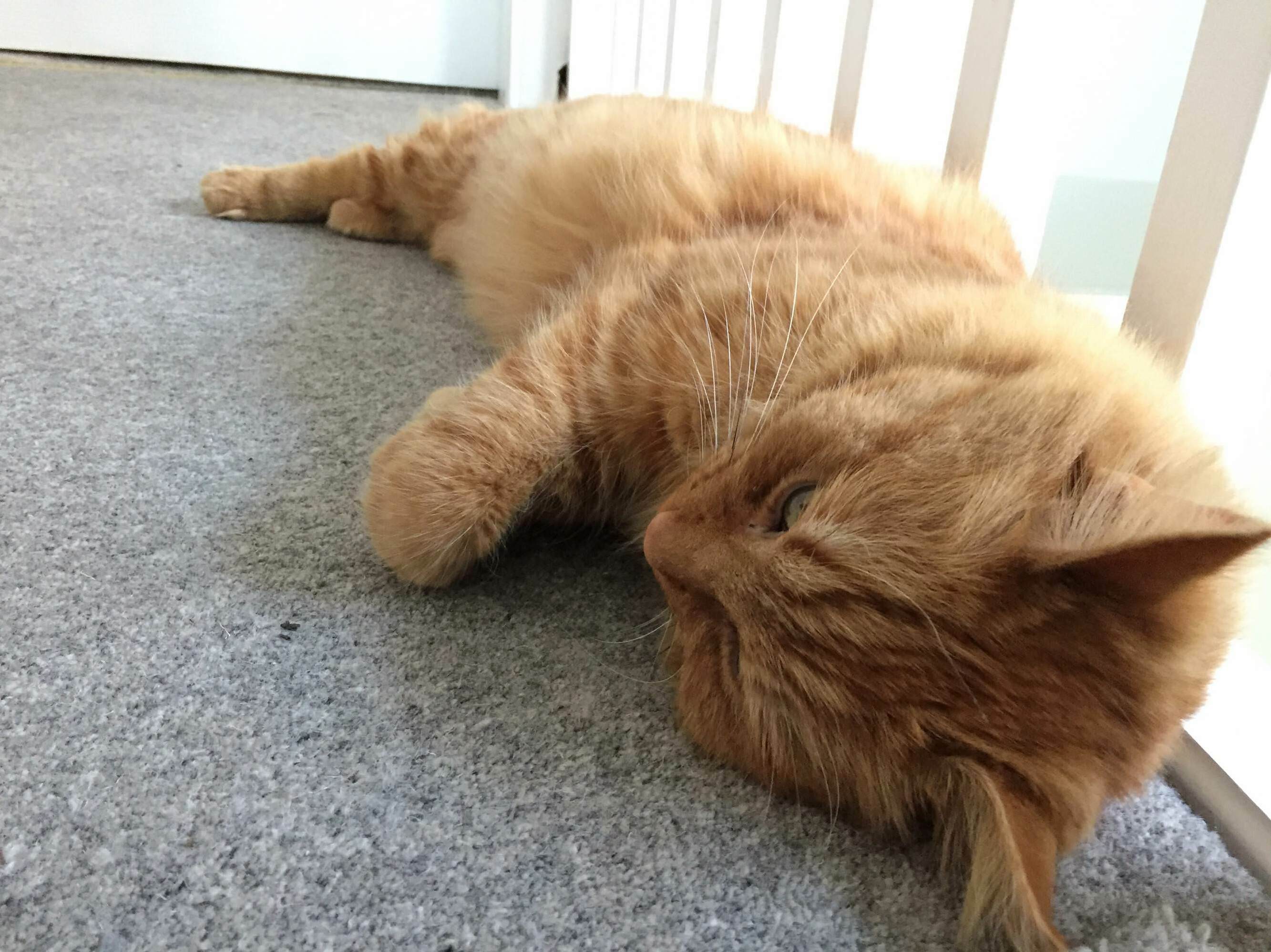 The 5 Days of British Summer Have Gotten to Crumble Cat.