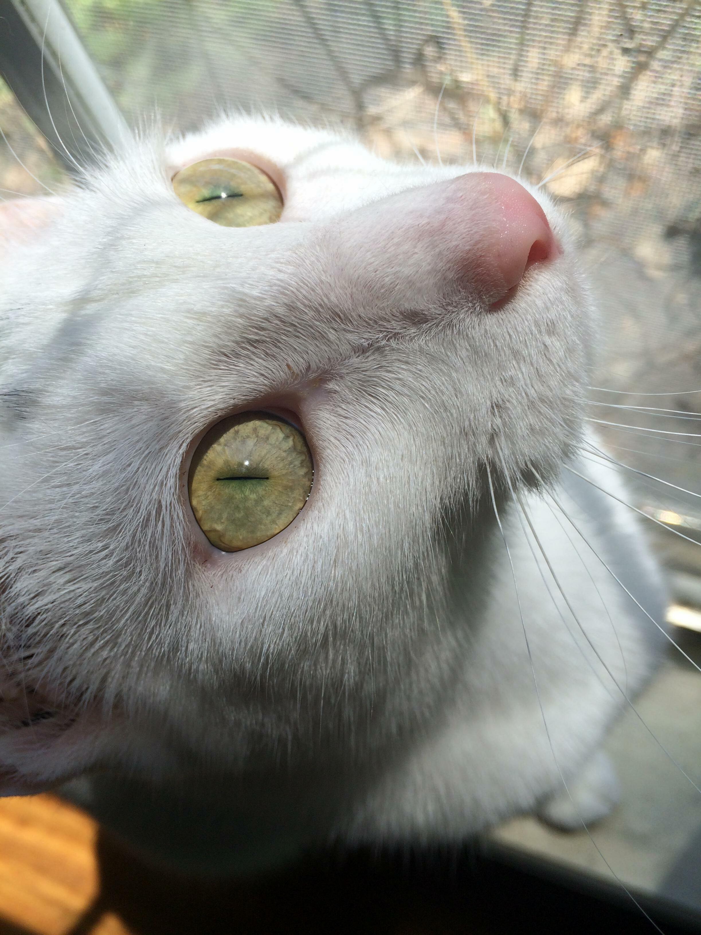 The Best Picture My Sister Ever Took of My Cat.