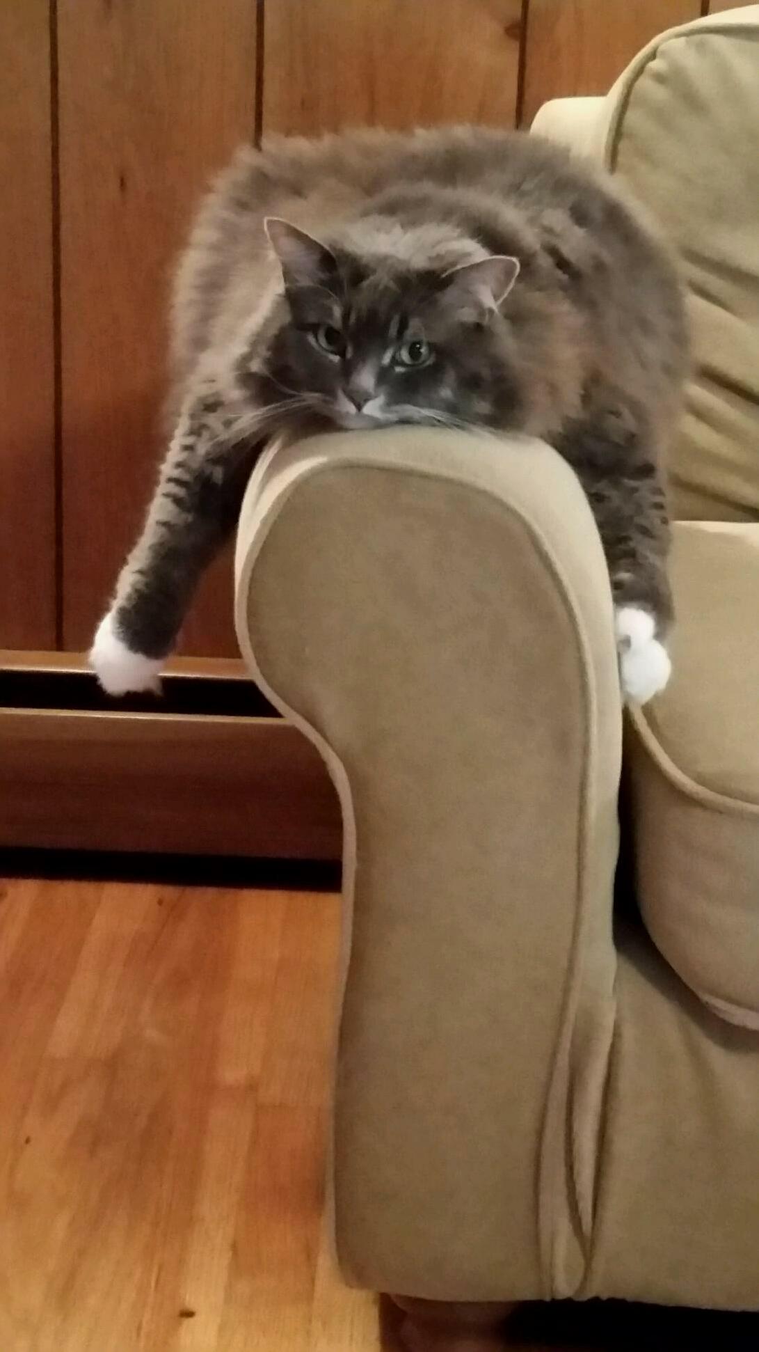 The Heatwave Is Especially Hard on This Ball of Fur