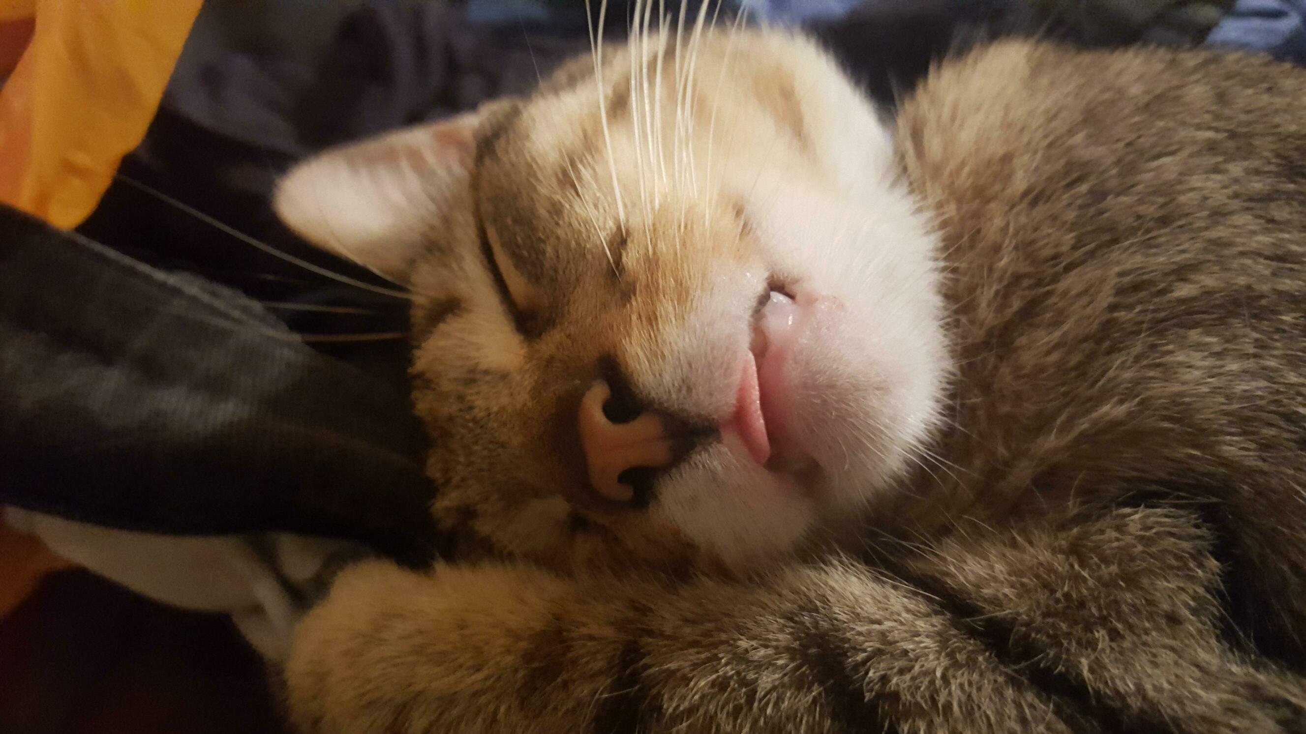 The Sleepiest of Bleps