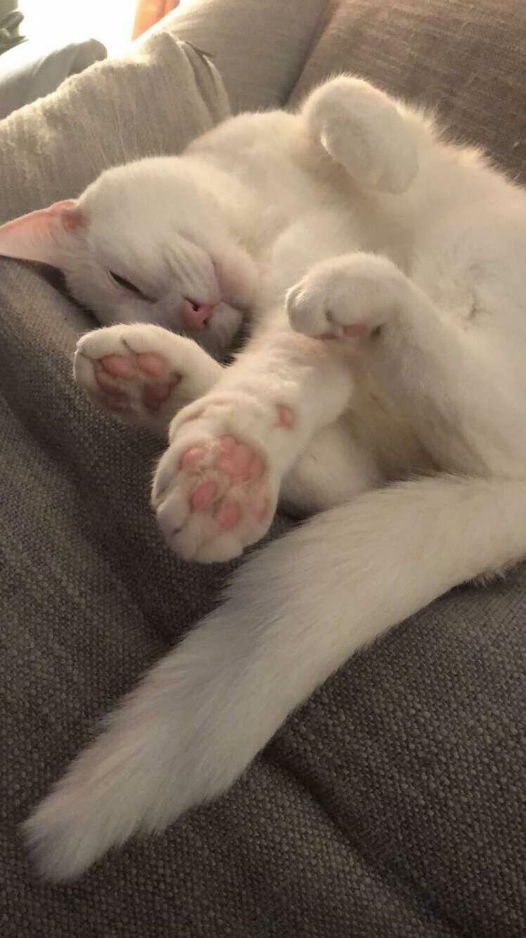 The Way Zelda Sleeps