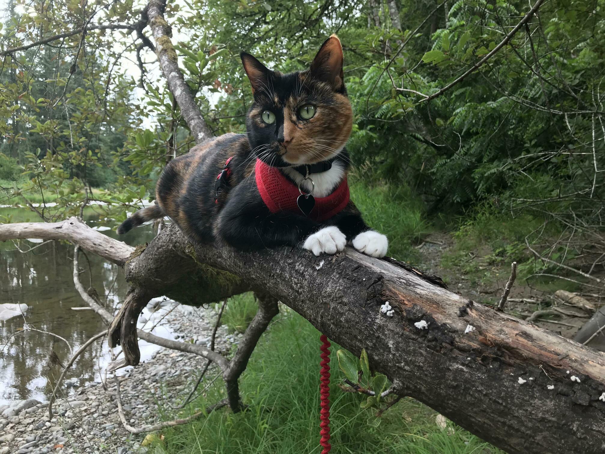 The Wild and Elusive Adventure Kitty in Her Own Natural Habitat.