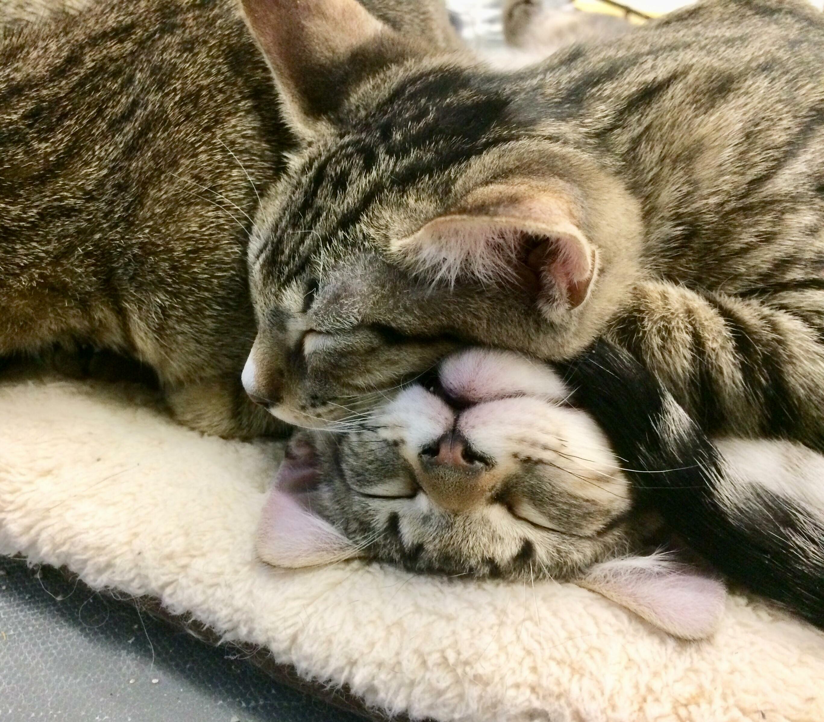 These Little Snuggle Monsters Are Up for Adoption, Wish I Had Room for More Kitttttties