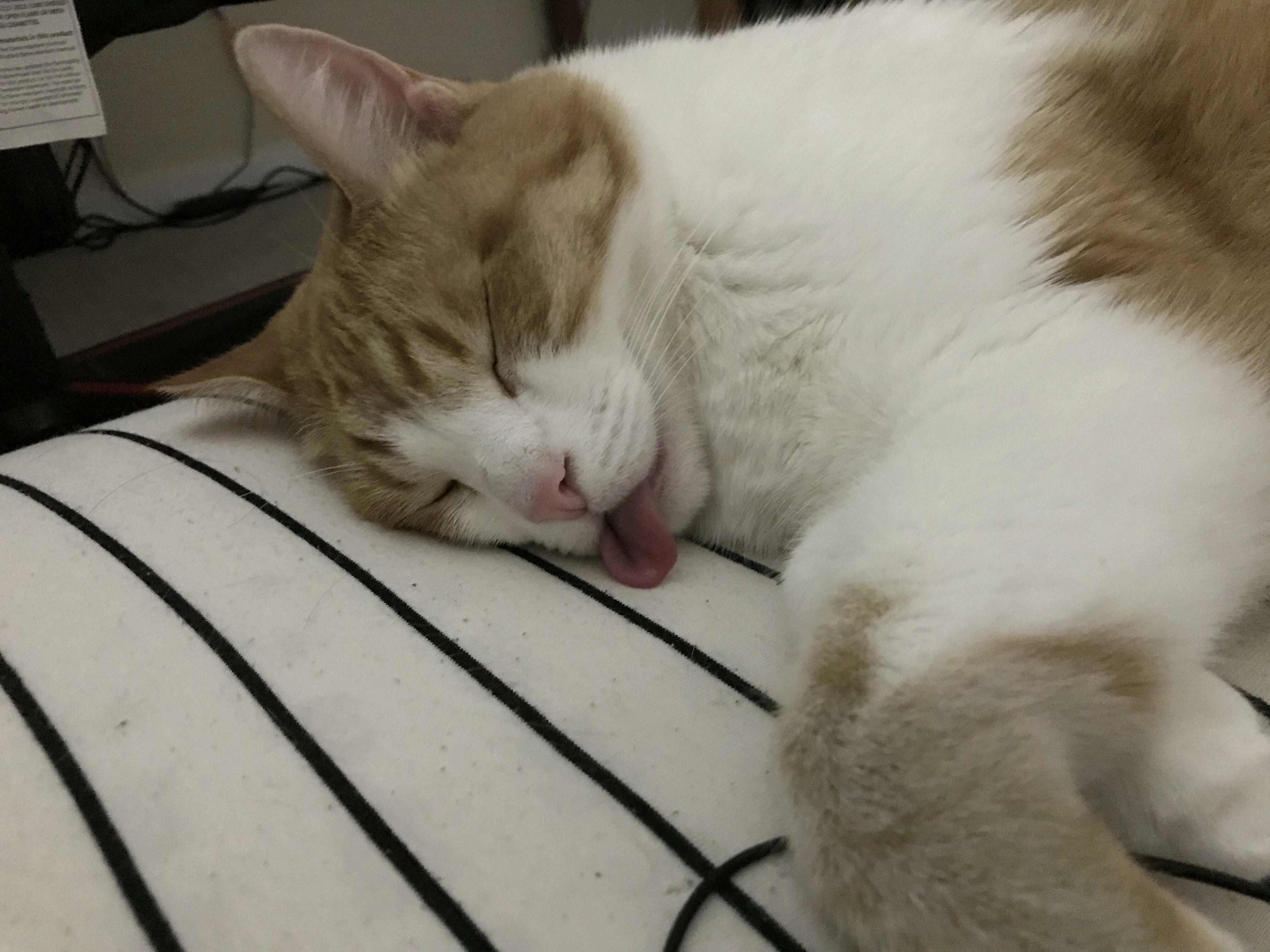 This Bad Boy Lost All His Teefies but Didnt Let That Hold Back His Appetite