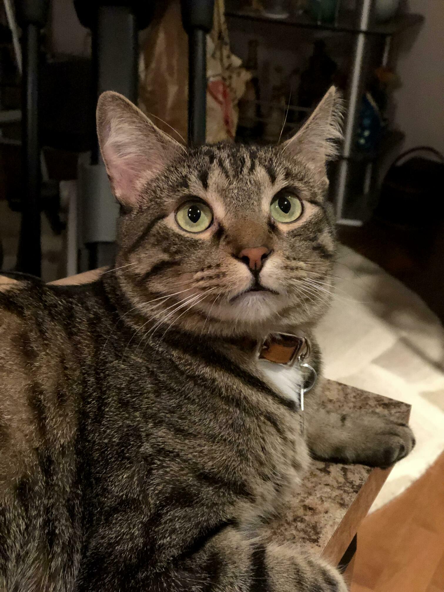 This Is a High Quality Buddy Portrait  Hes About 2 or 3 but He Might Actually Be Younger. His Teeth Are Whiter Than Toothpaste Commercial Teeth.