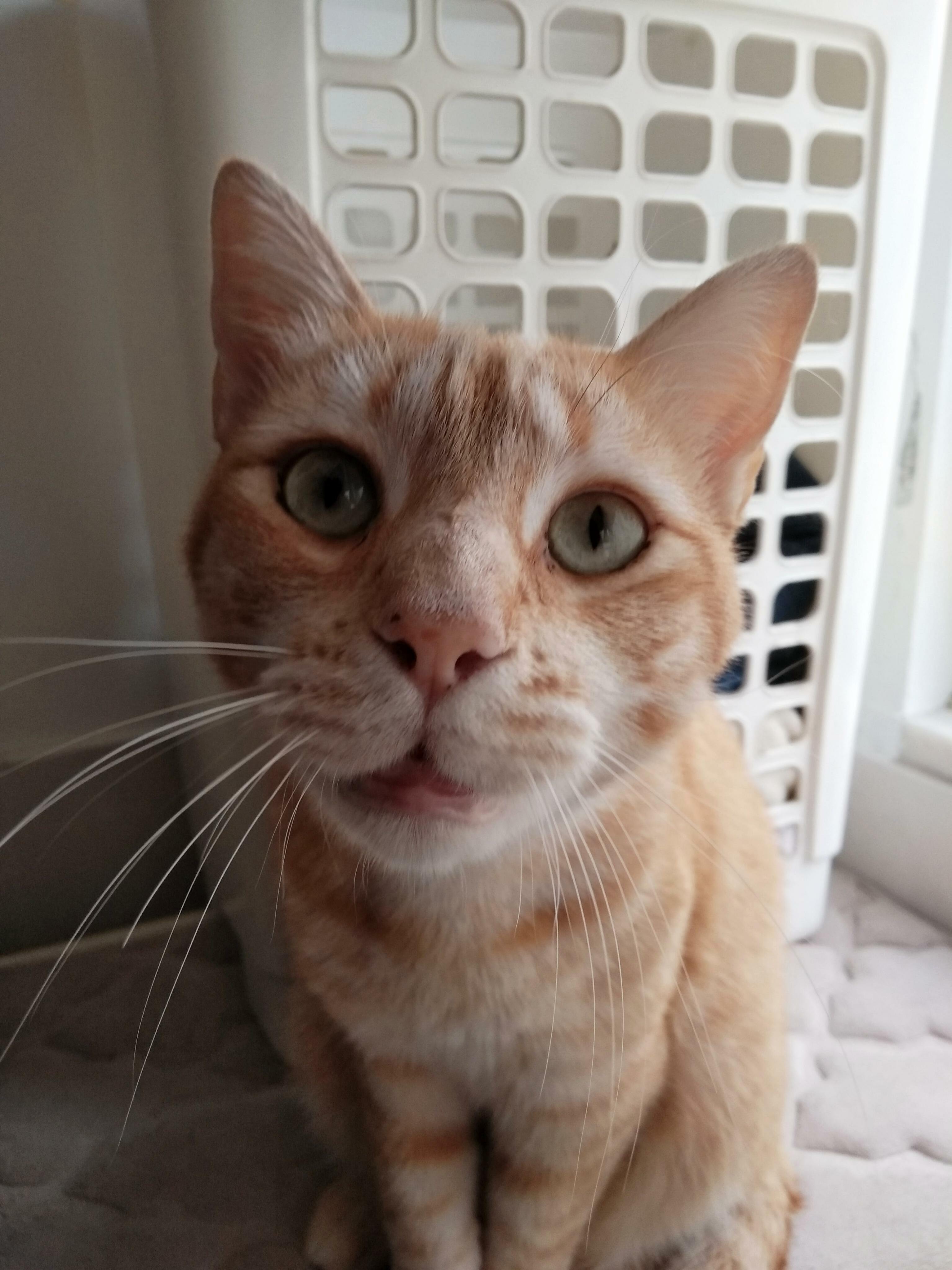 This Is Aloo. This Is His Face When He Purrs Hard.