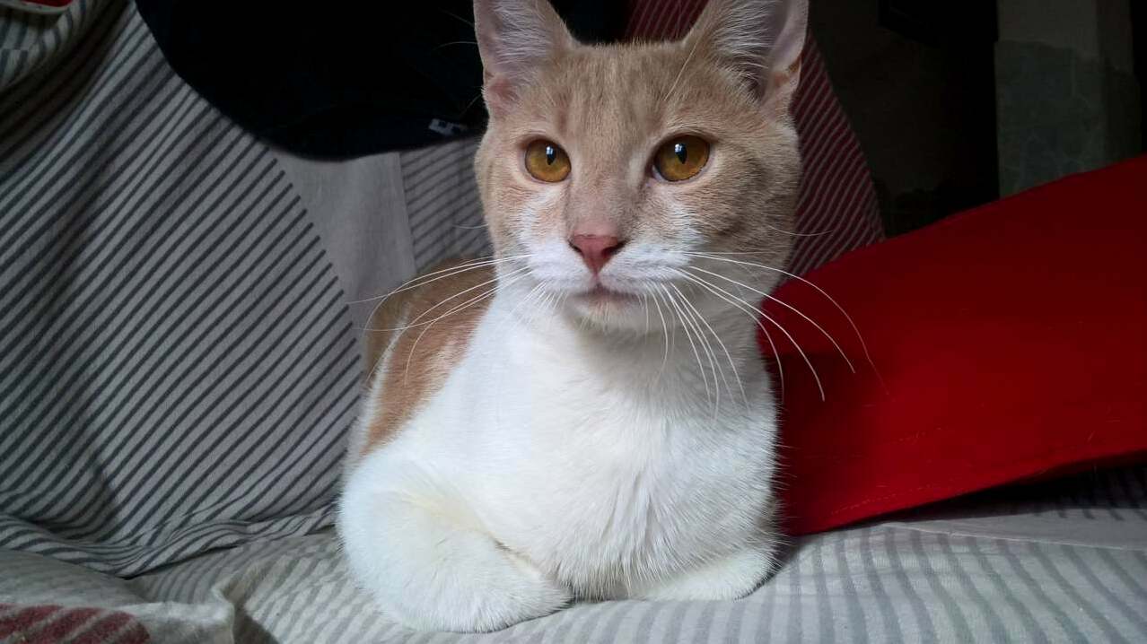 This Is Billie. Billie Is One Handsome Fella Who Likes to Be Pictured.