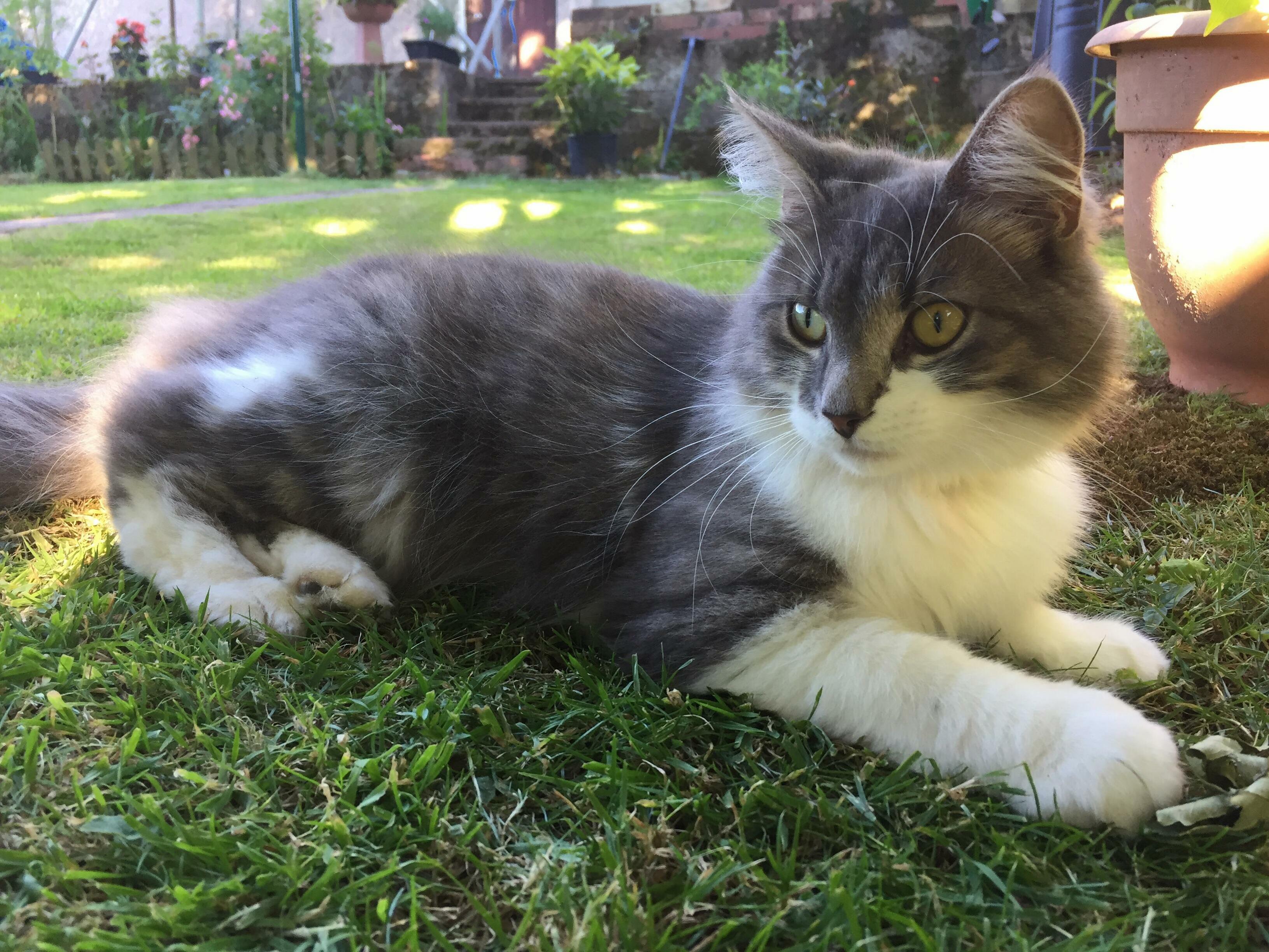 This Is Busa. Shes a 1 Year Old Main Coon Cross and a Skilled Moth Hunter.