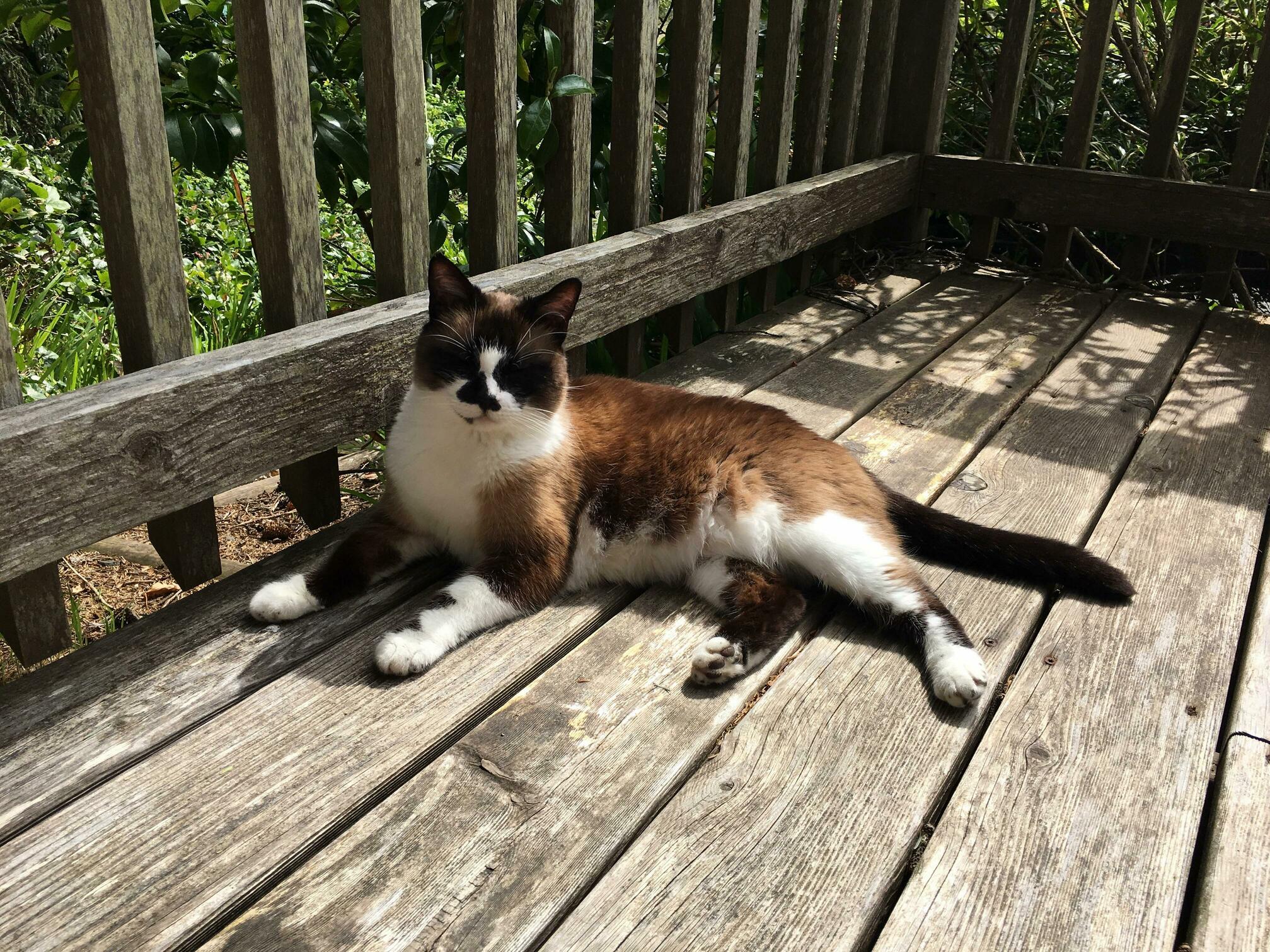 This Is Caesar. He Loves Being Outdoors.