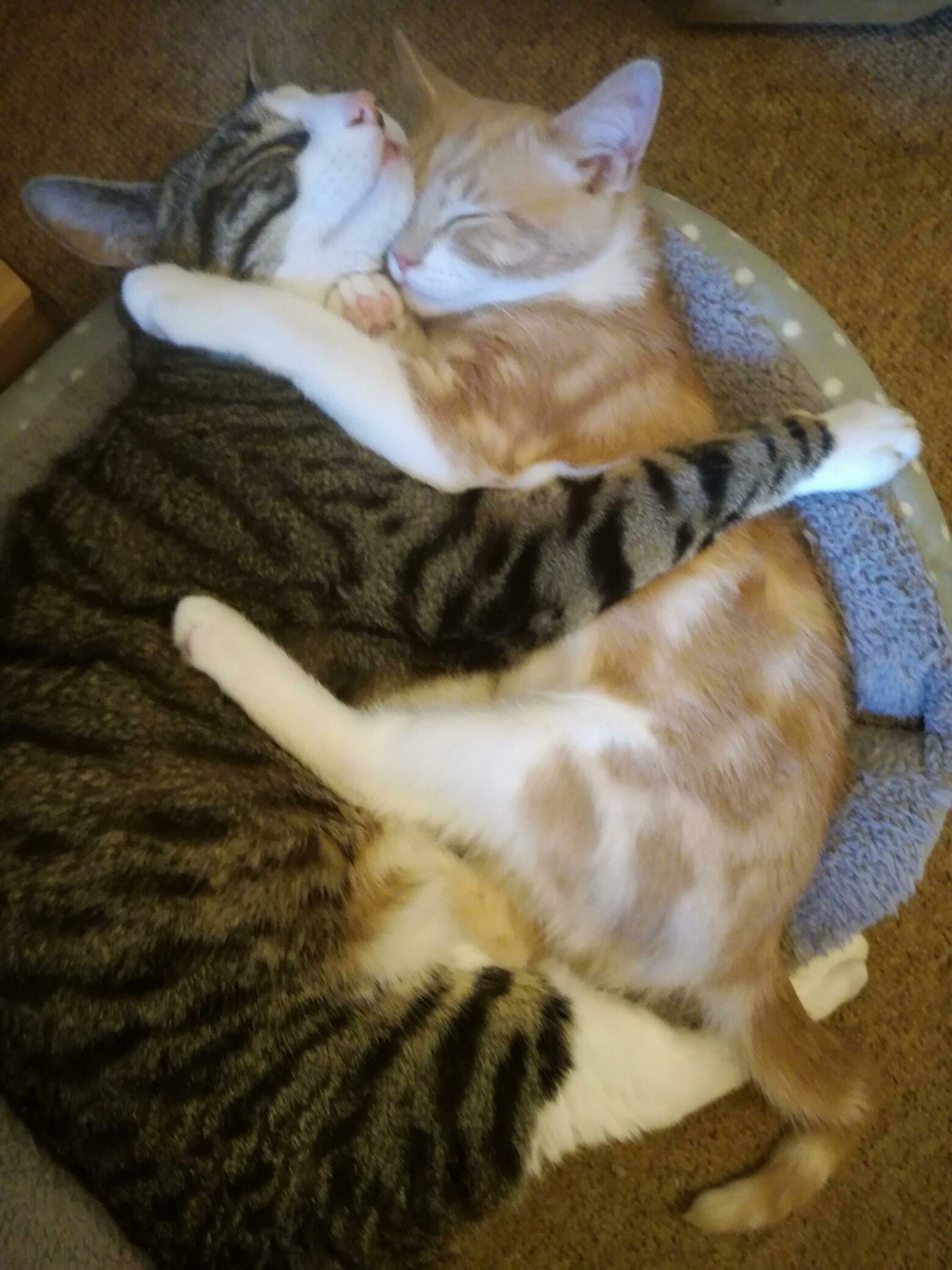 This Is Castiel, and We Got Him a New Baby to Love. Hes Been Like This with All Three Kittens Weve Introduced Into Our Family Since Weve Had Him. Best Boy Ever.