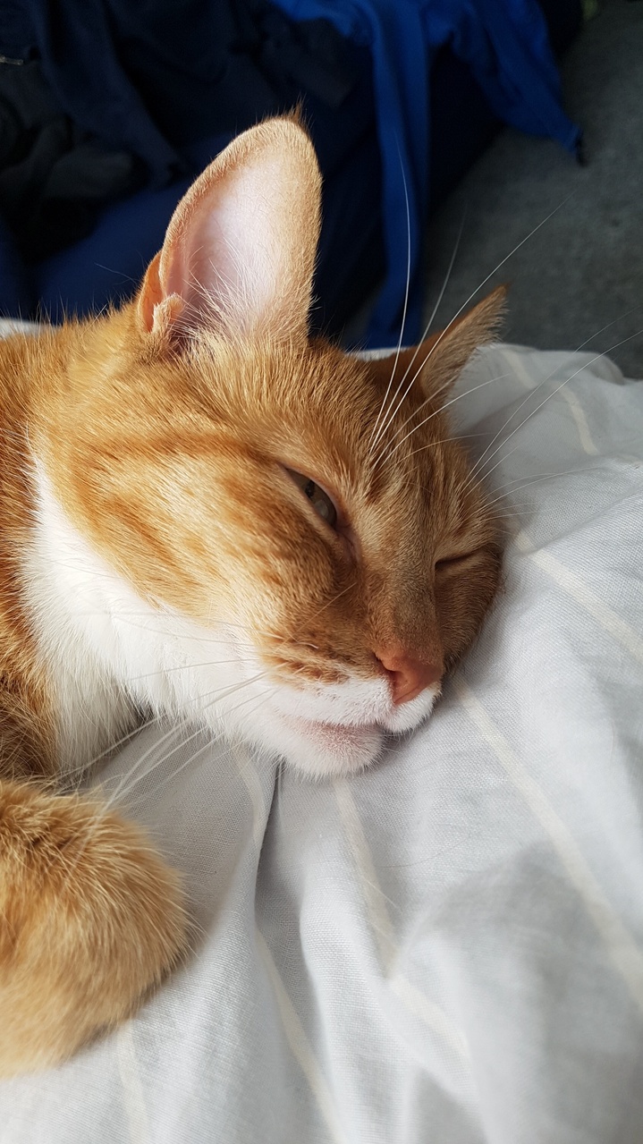This Is Dexter, He Loves to Cuddle