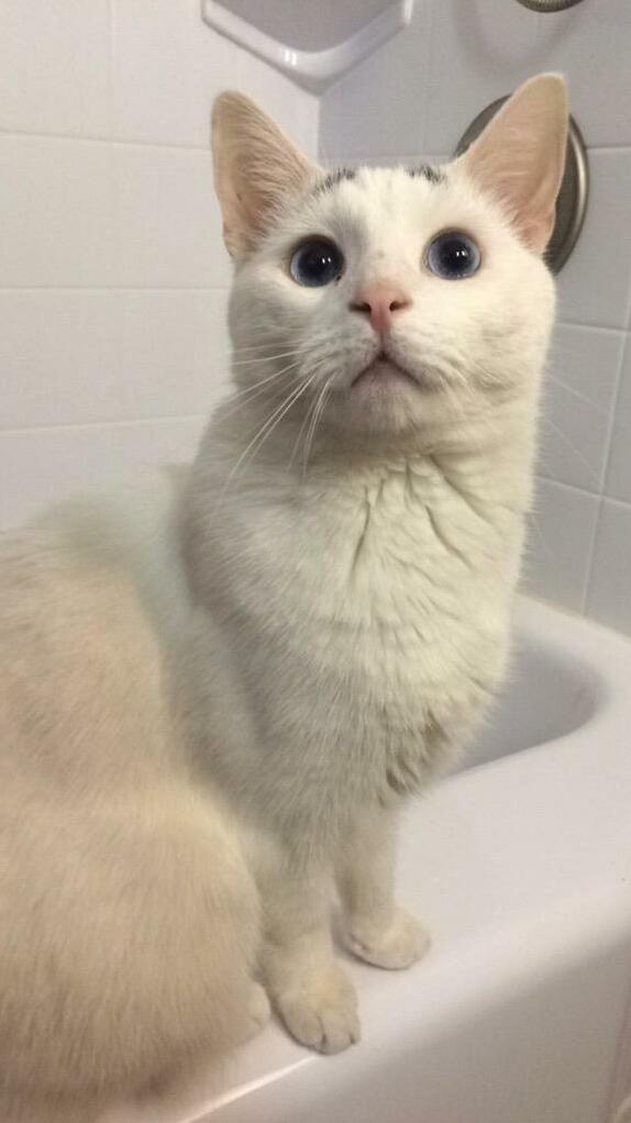 This Is George.