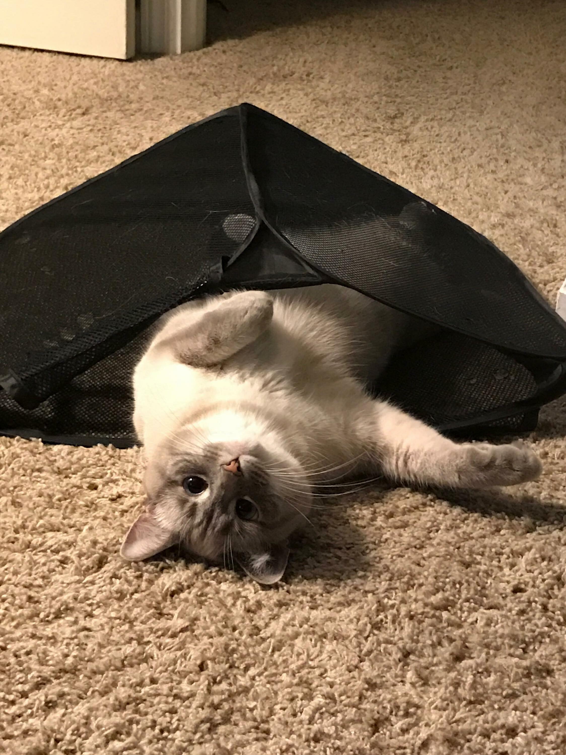 This Is Her Hamper Now.