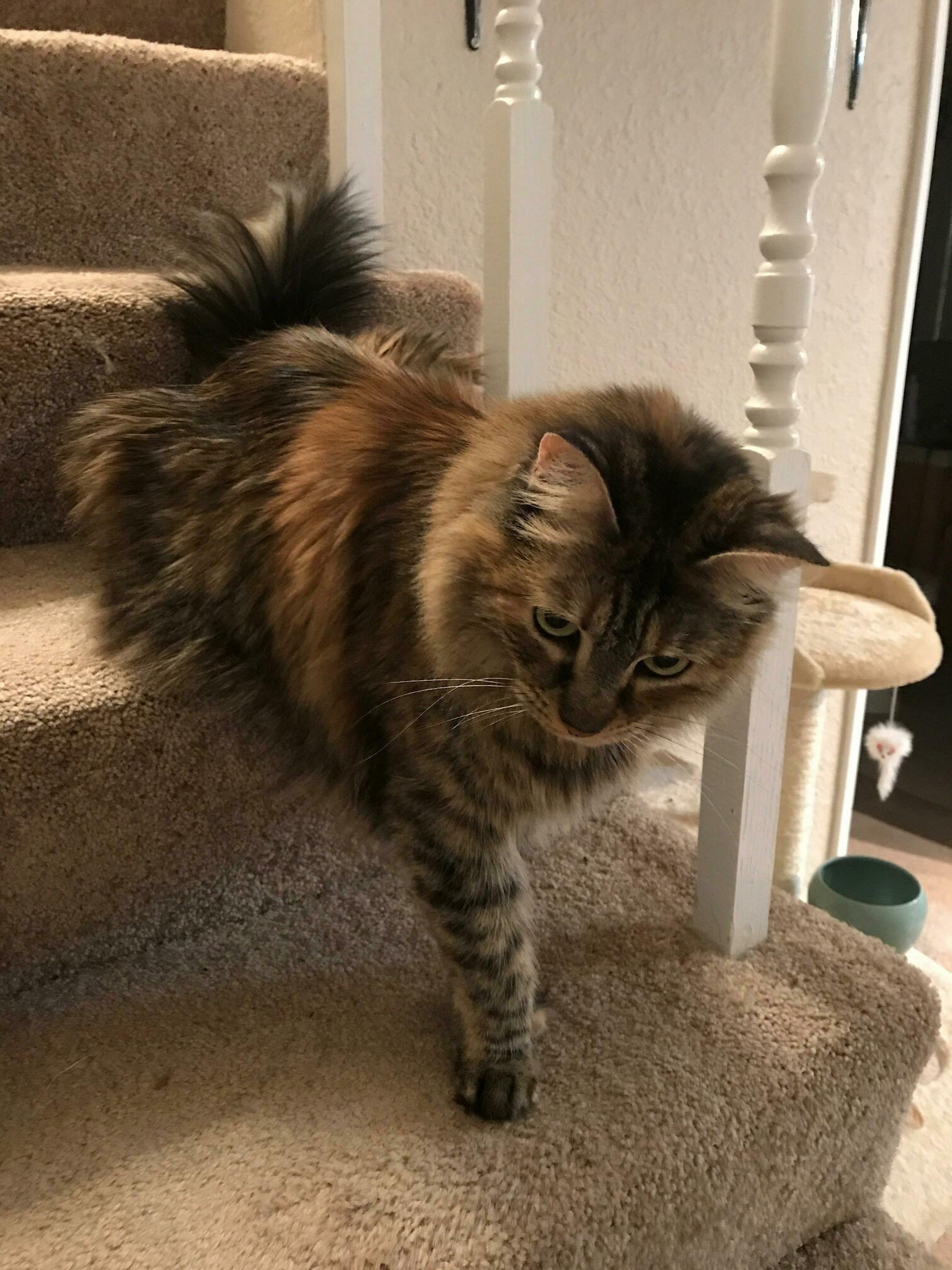 This Is How My Cat Sits on the Stairs.