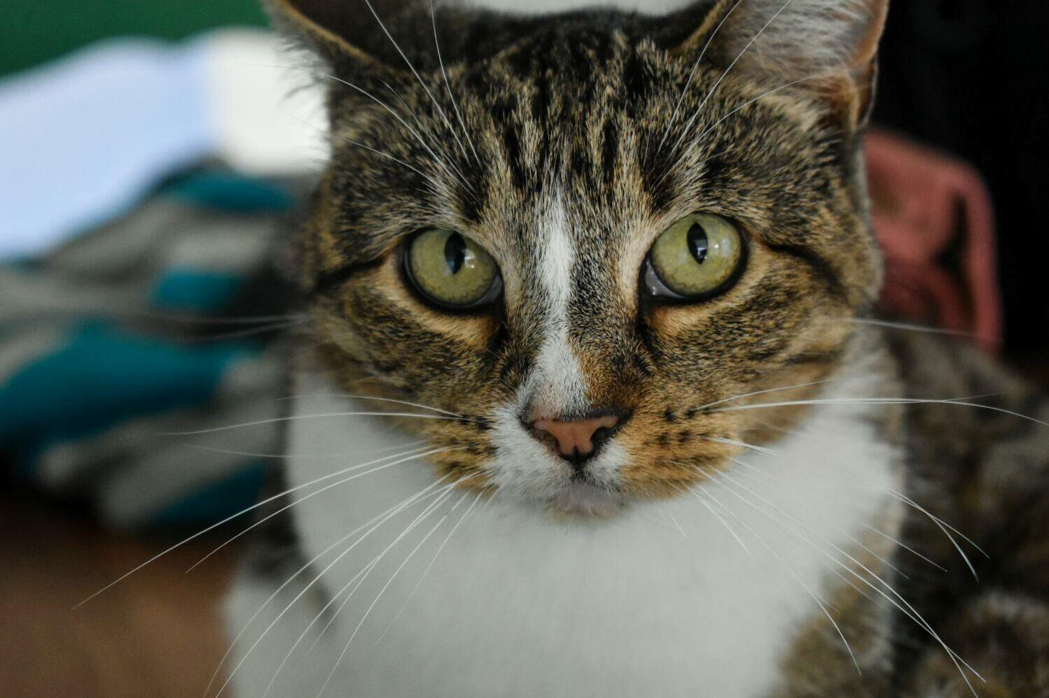 This Is Lily, Shes Beautiful