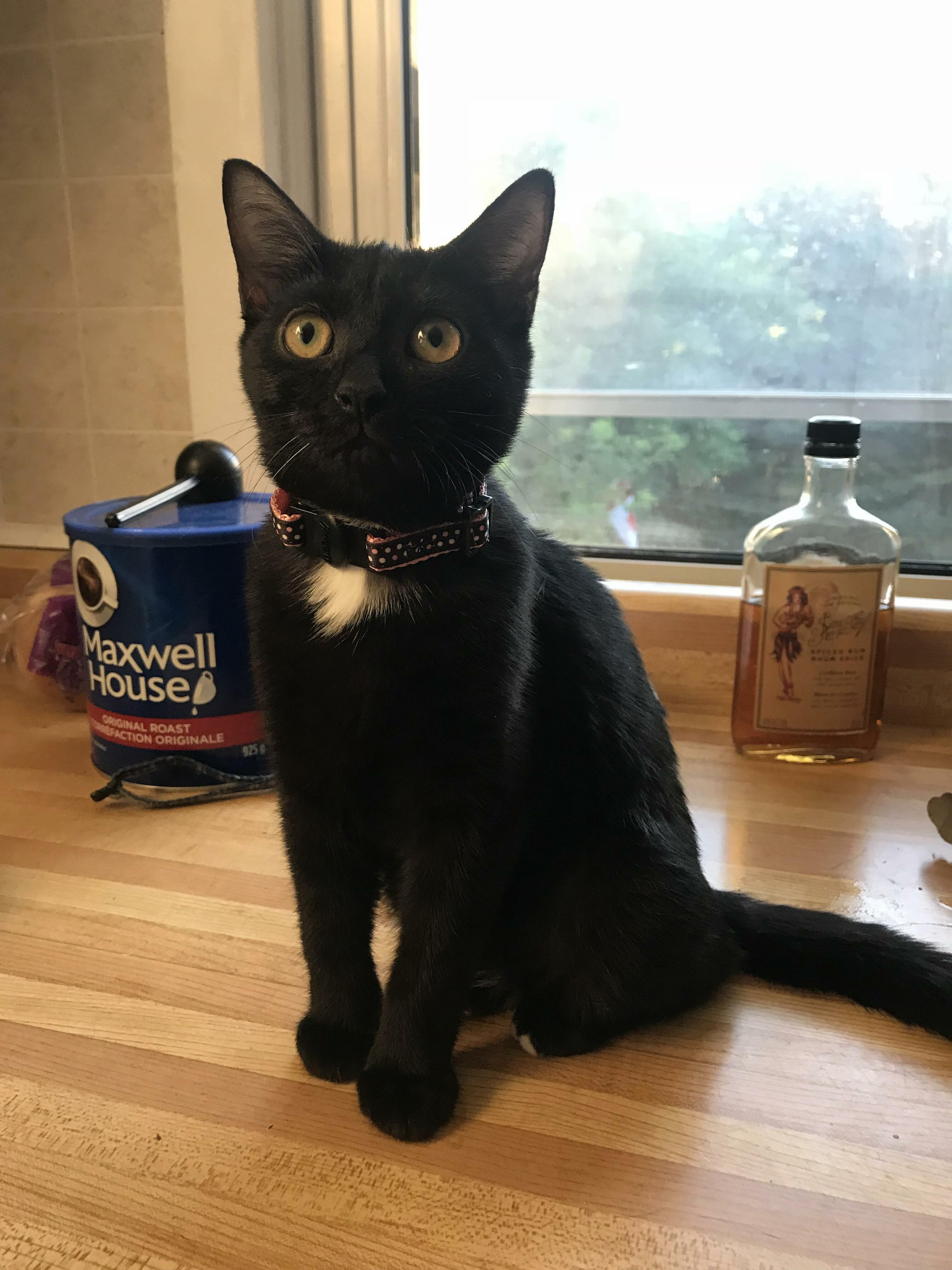 This Is My New Little Bean, Pumpkin. She Was Found on the Side of the Road, So I Had to Take Her Home.