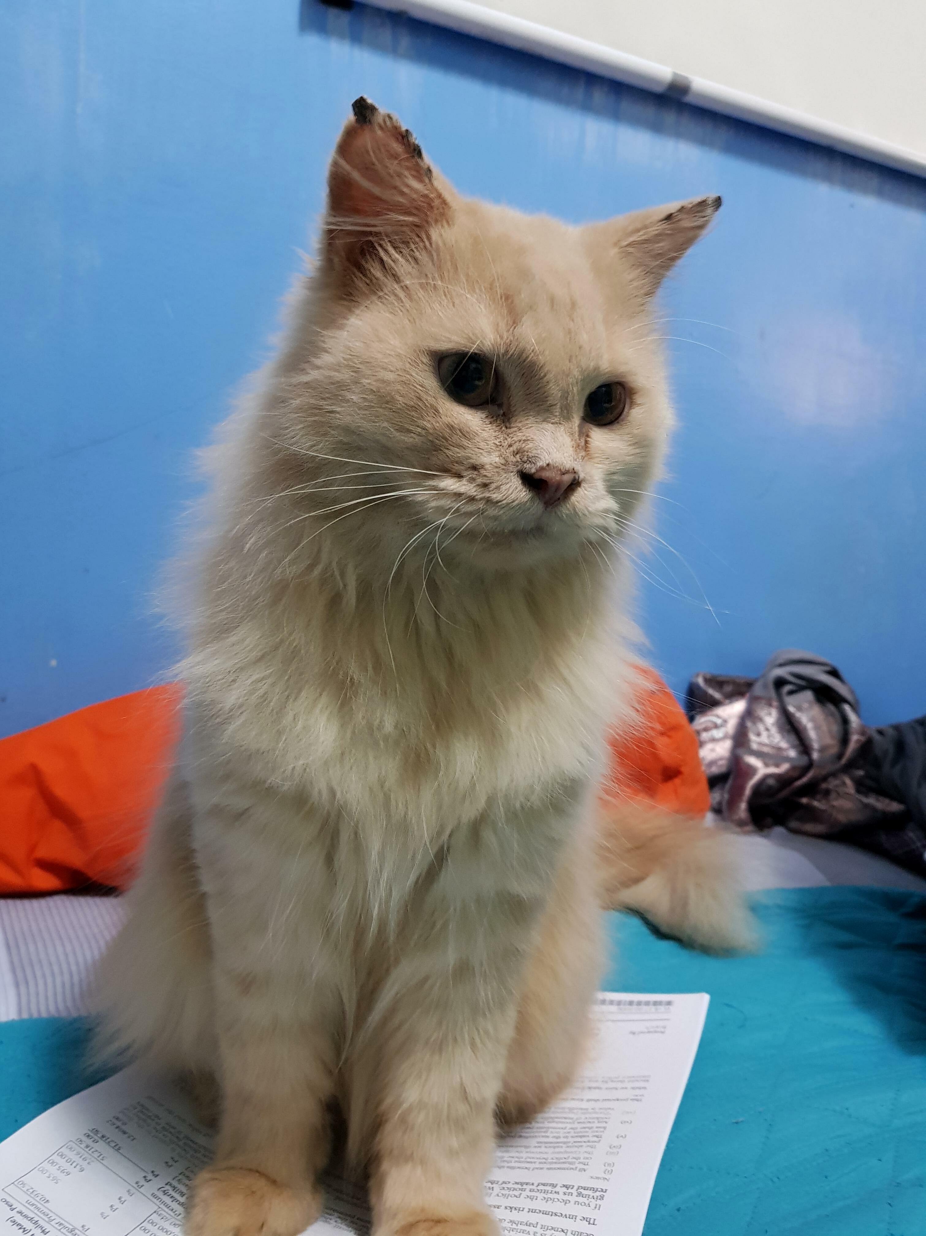 This Is My Other Cats Son. His Name Is Bully. He Seems Kinda Dirty But... Well... Yeah... He Hasnt Been Groomed Since Last Week. I Will Take Him to the Groomers Tomorrow! )
