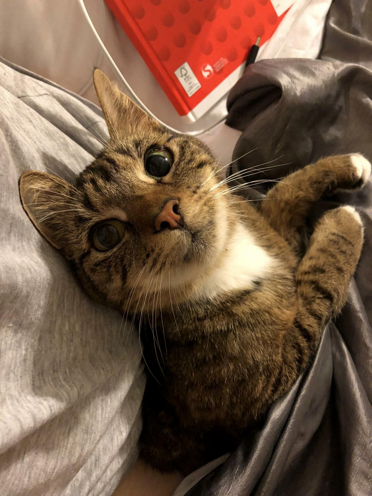 This Is My Sweet Baby Bella  the Perfect Snuggle Buddy